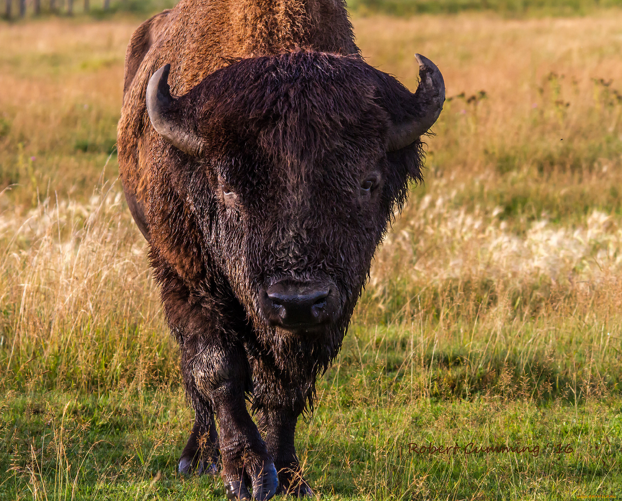 животные, коровы, , буйволы, буйвол