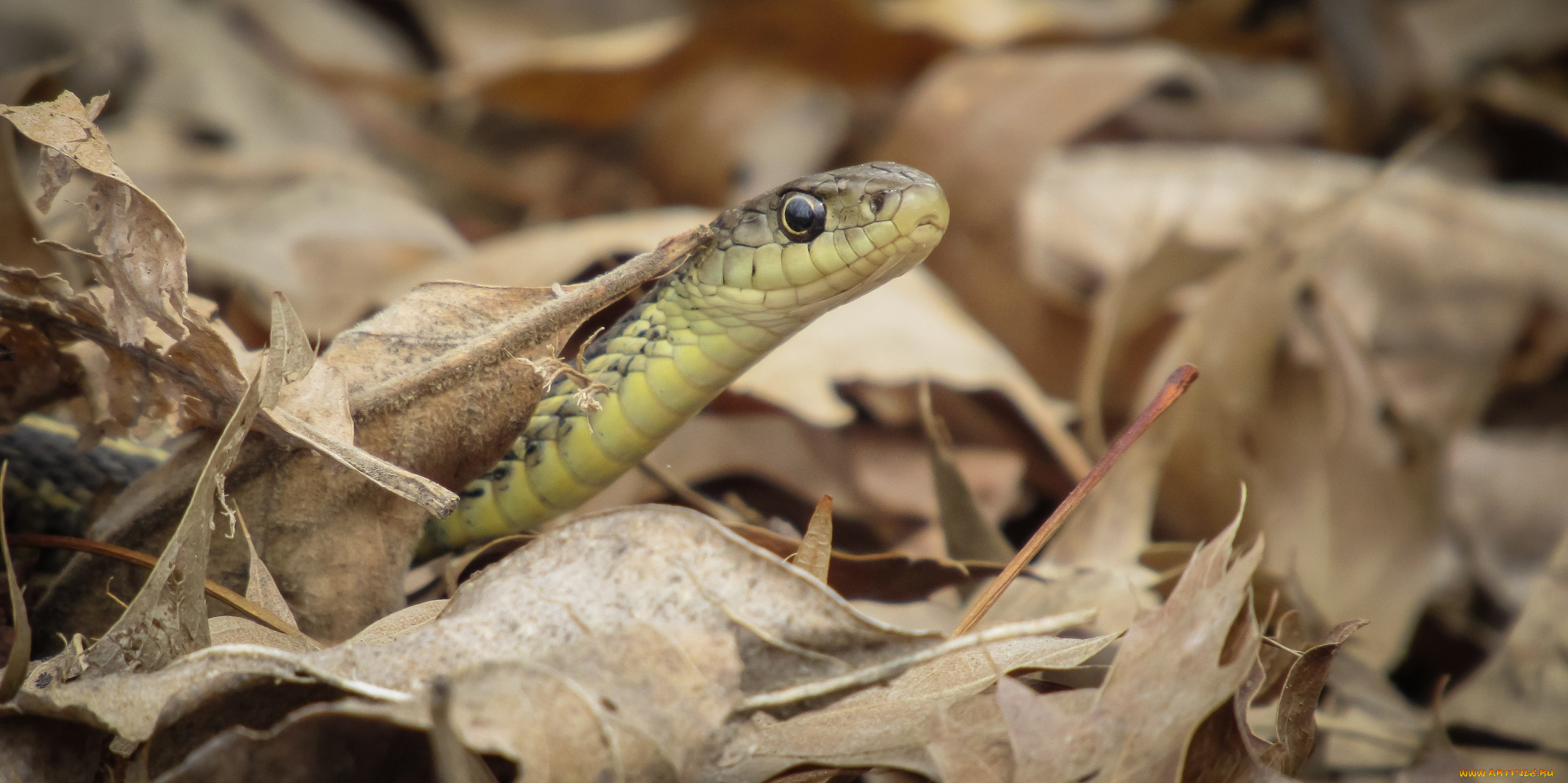животные, змеи, , питоны, , кобры, змея