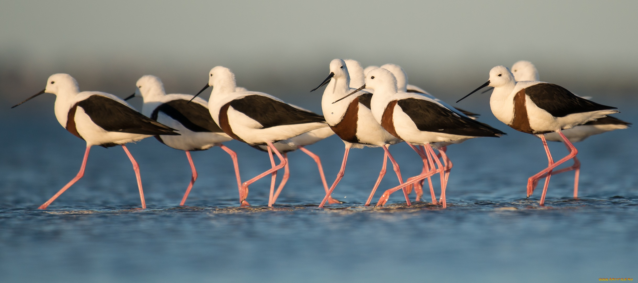 животные, птицы