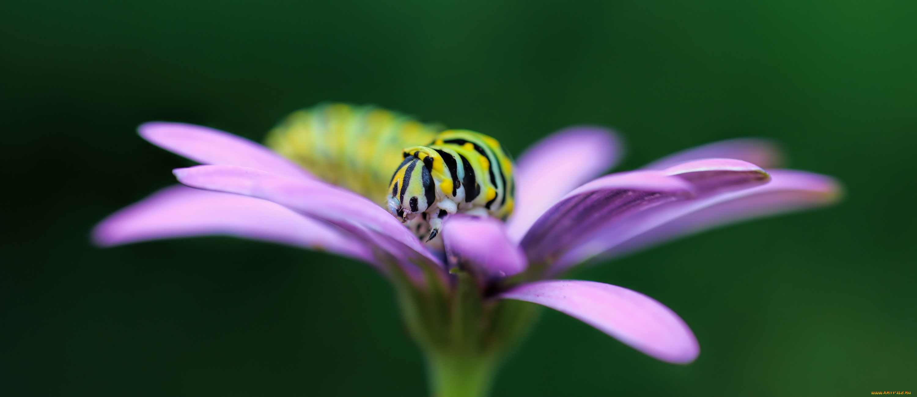 животные, гусеницы, гусеница