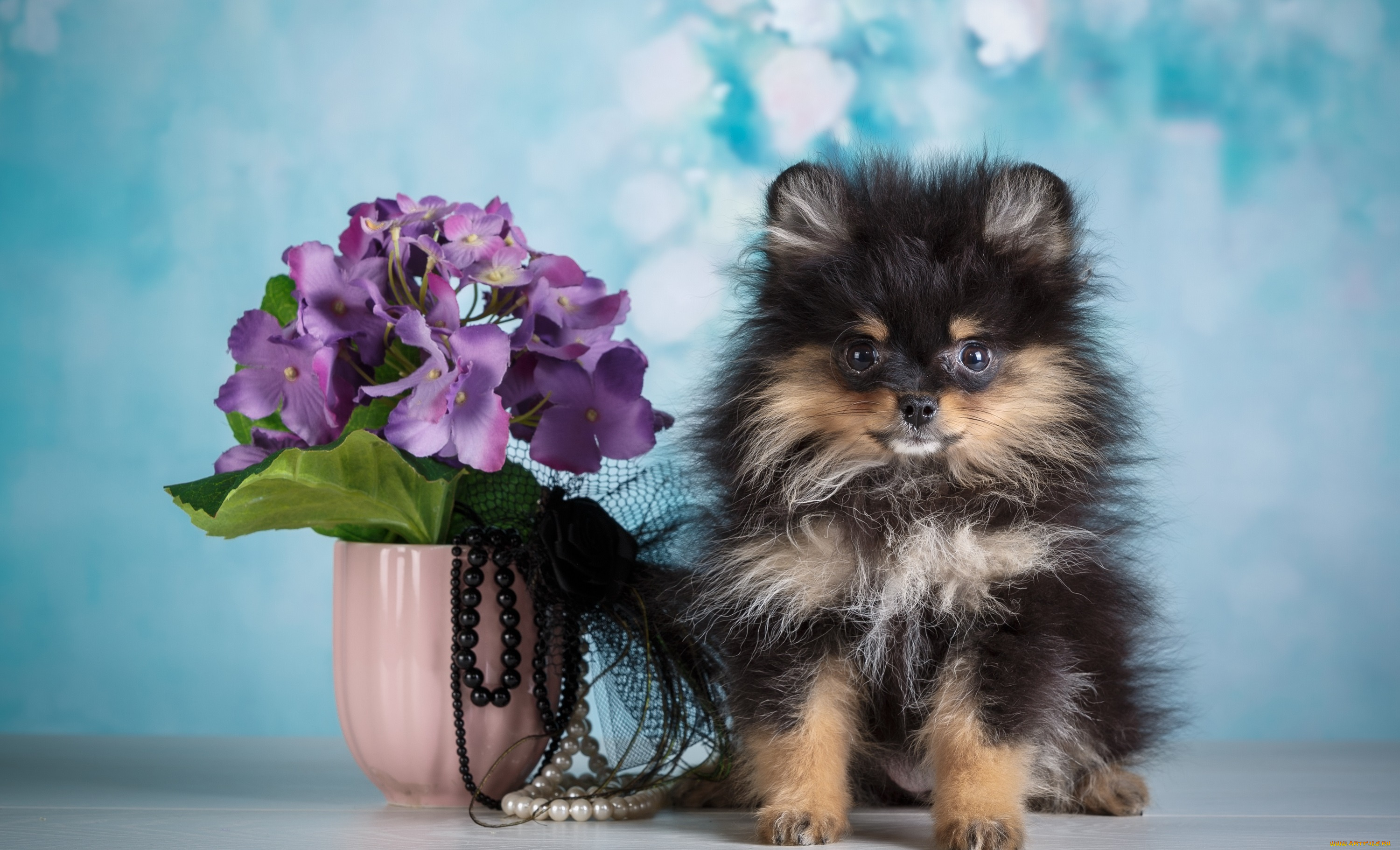 животные, собаки, фон, цветы, животное, щенок