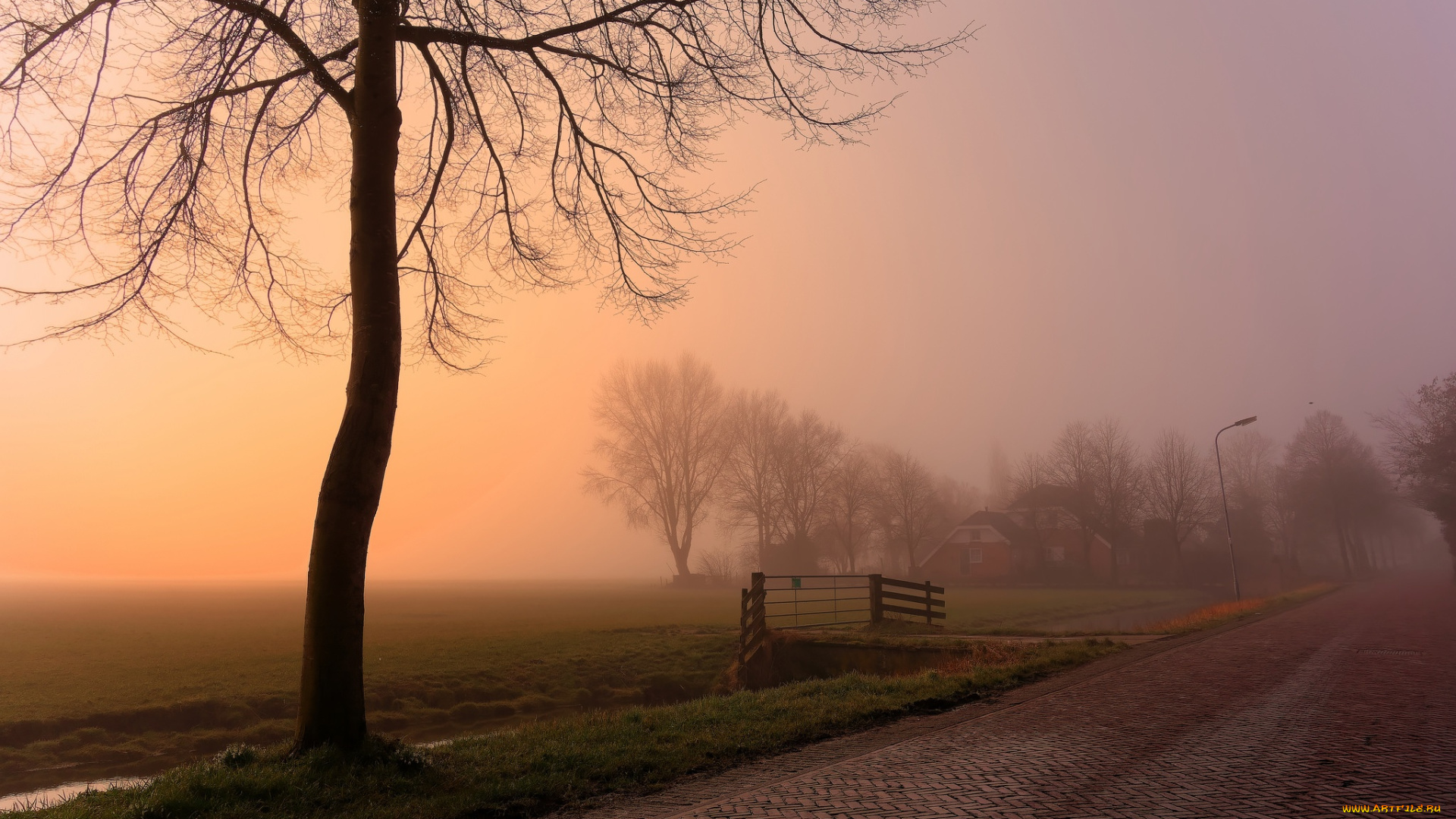 природа, дороги, дорога, дерево, утро, туман