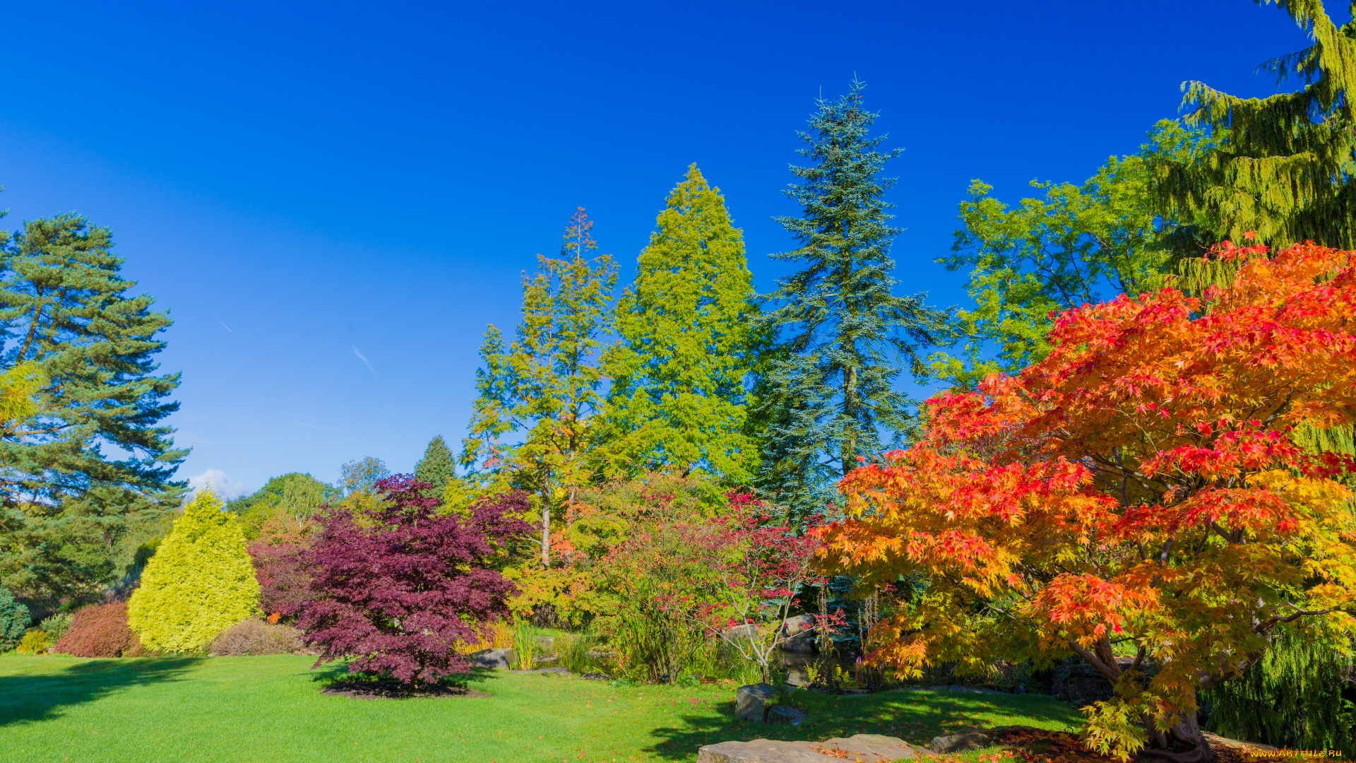 природа, парк, осень