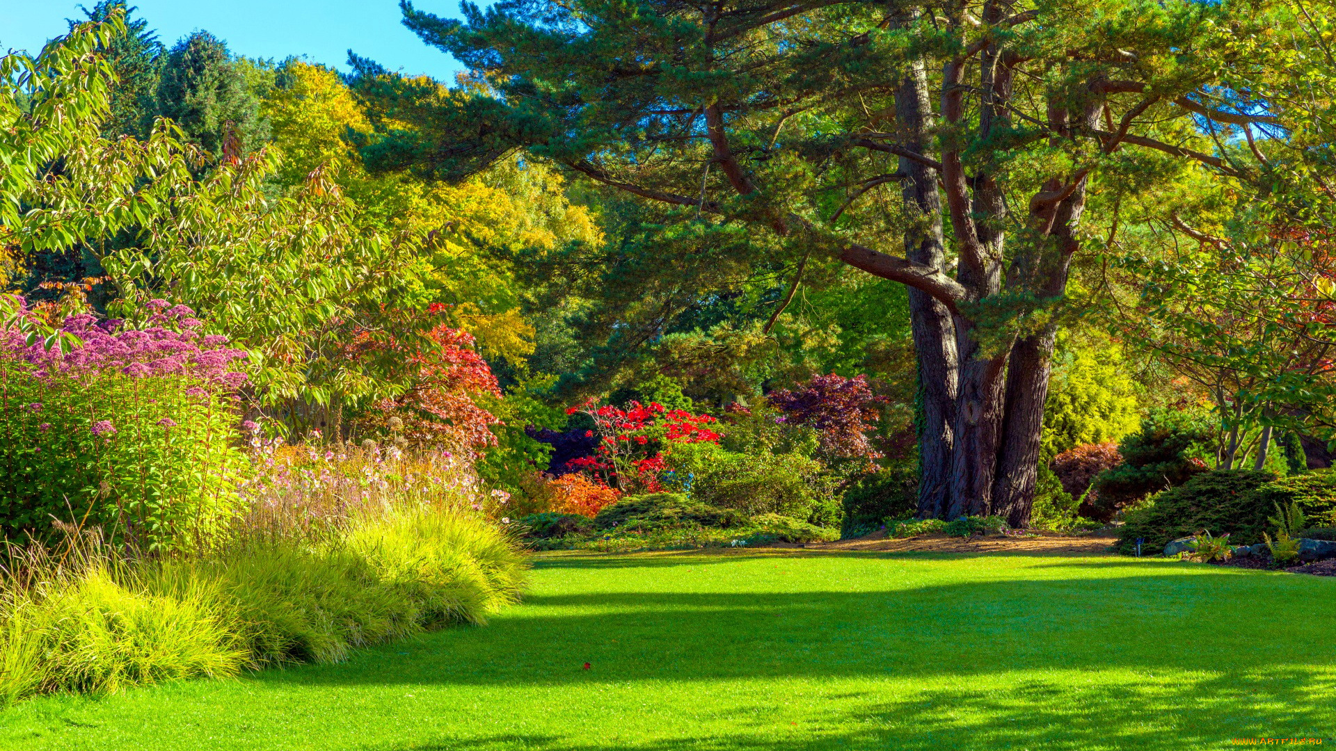 природа, парк, осень