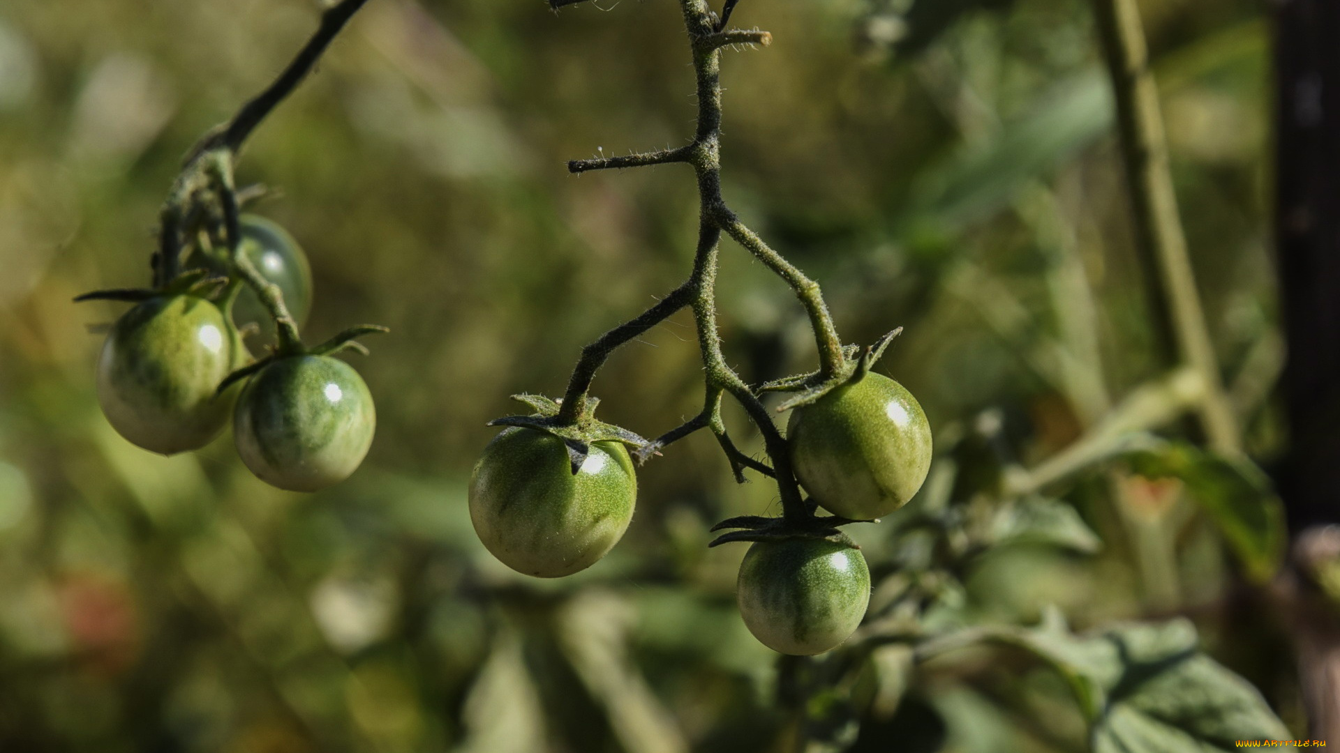 природа, плоды, помидоры