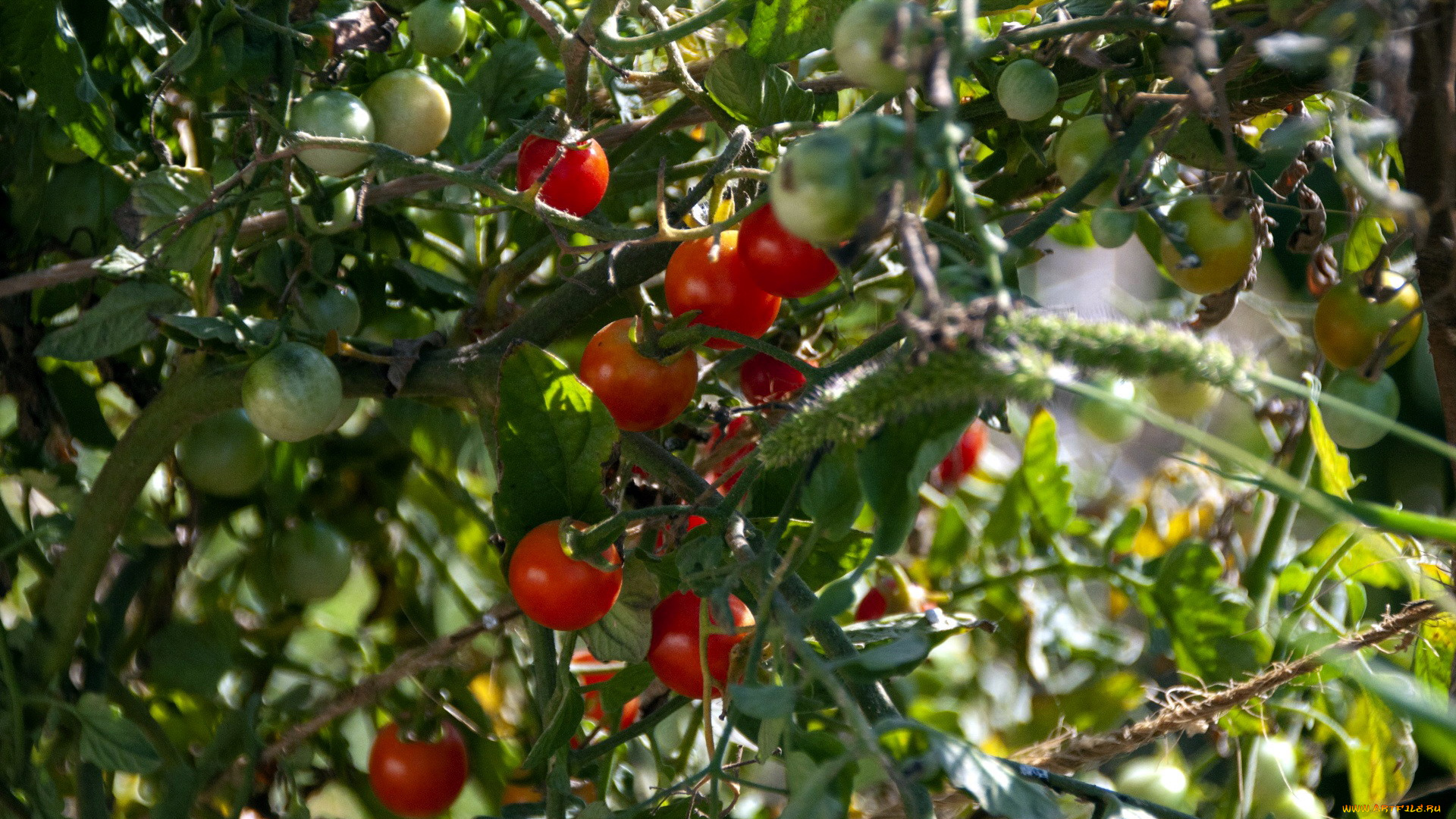 природа, плоды, помидоры