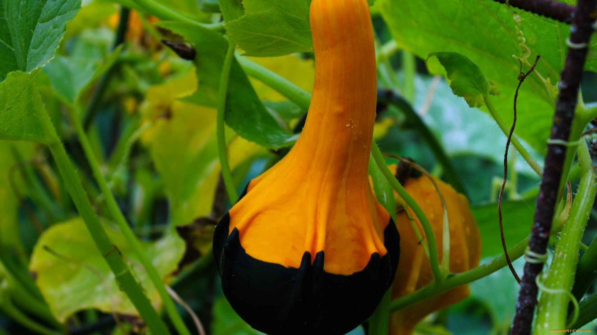 природа, плоды, тыква