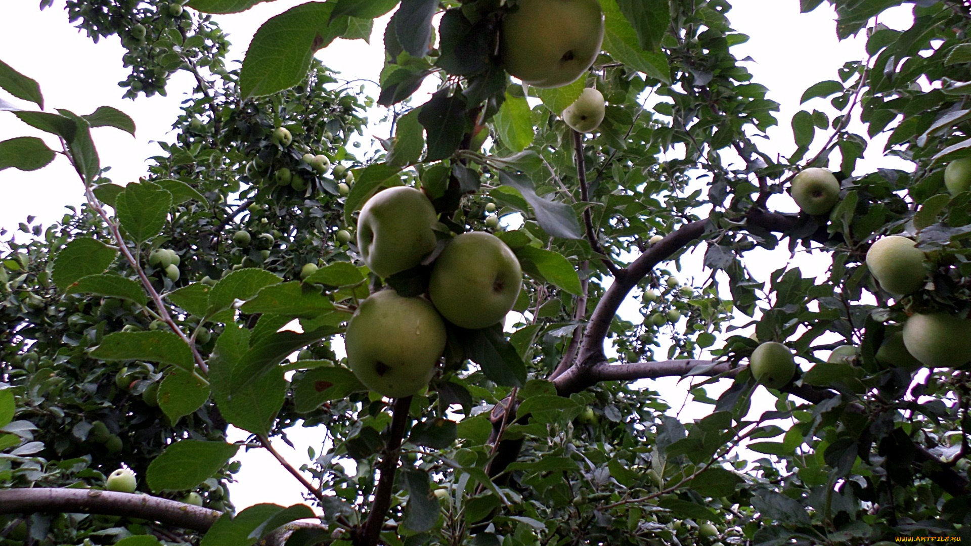 природа, плоды, Яблоня