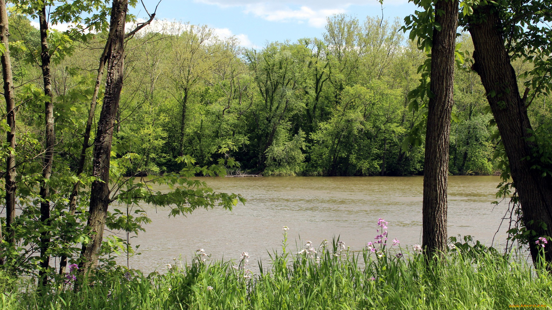 природа, реки, озера, река, лето