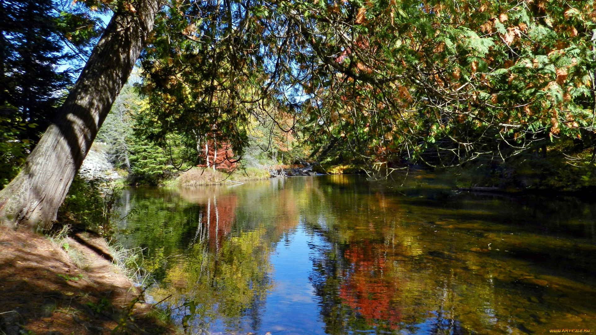 природа, реки, озера, река, осень