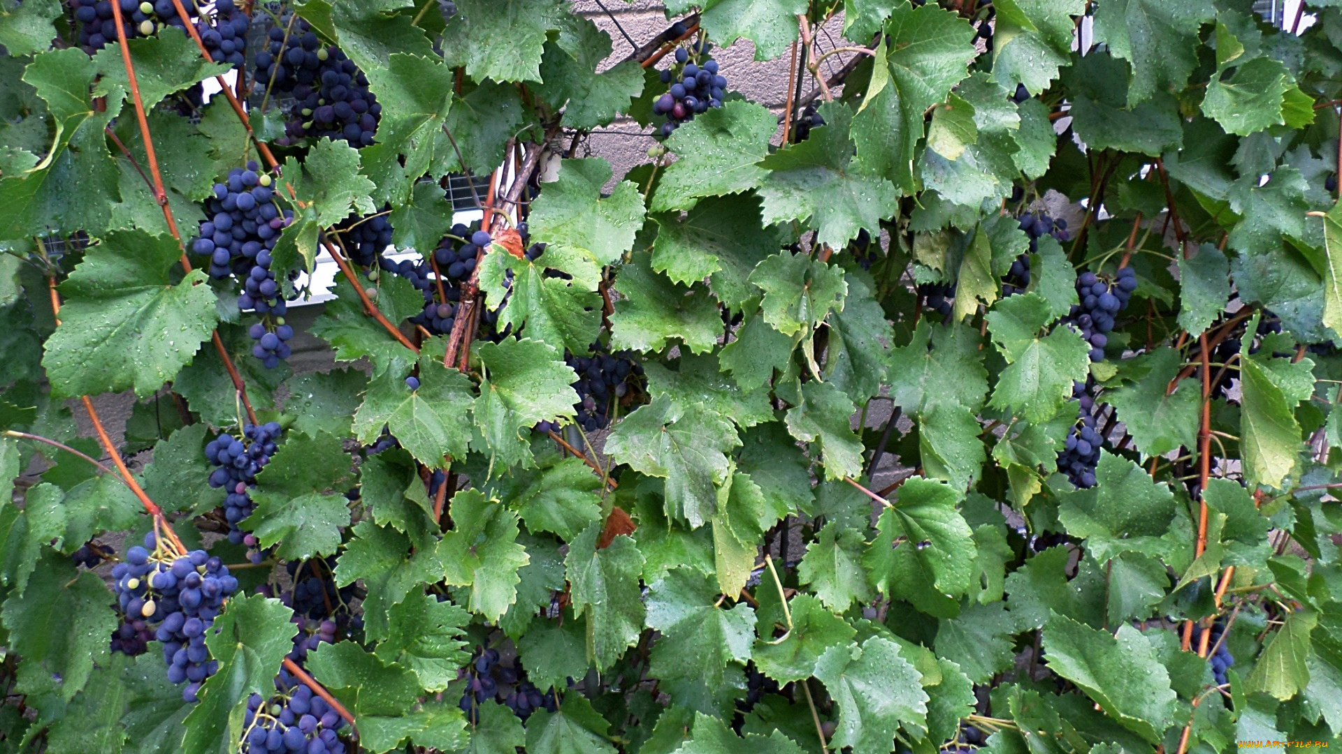 природа, Ягоды, , виноград, капли, виноград