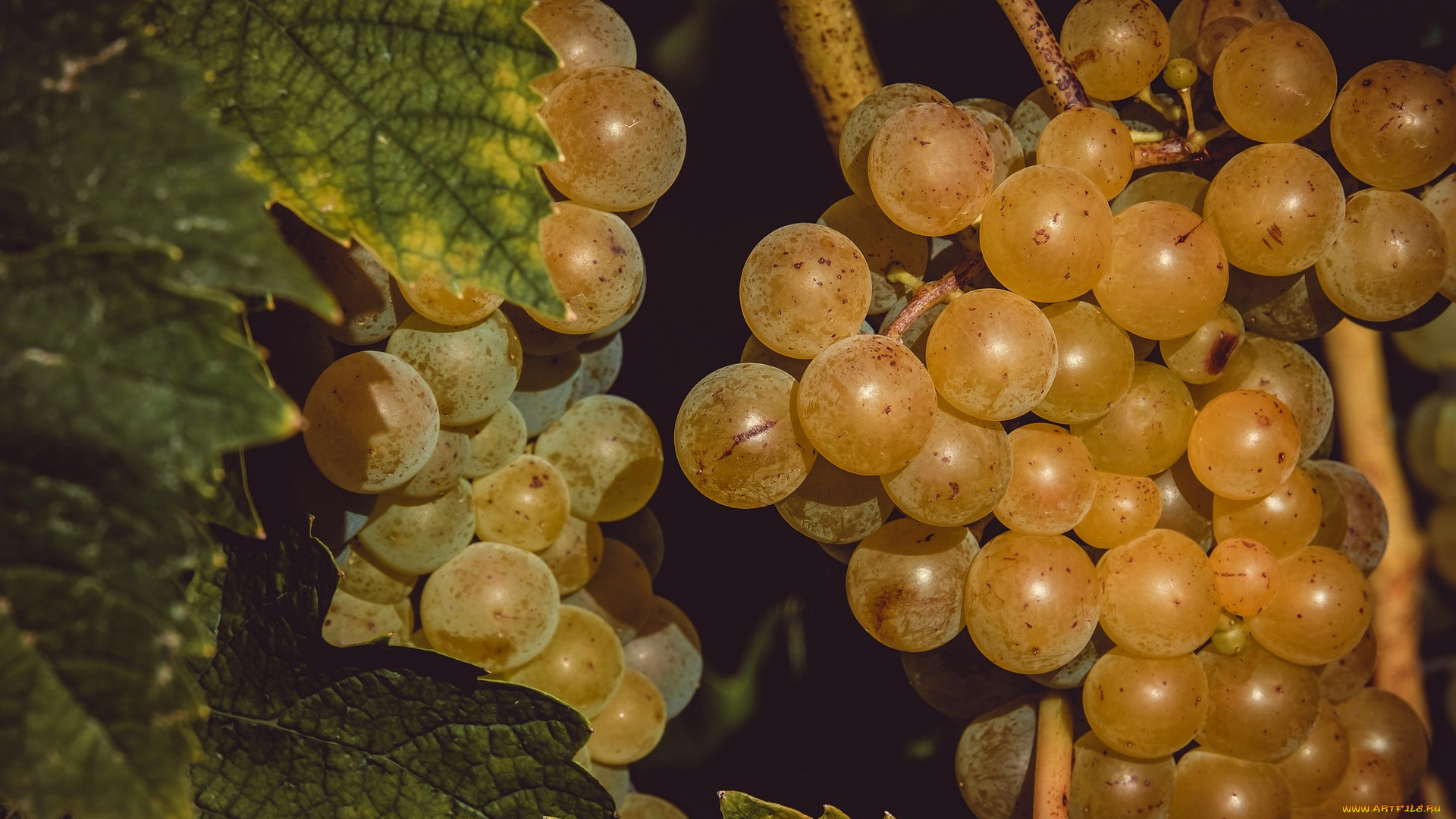 природа, Ягоды, , виноград, урожай