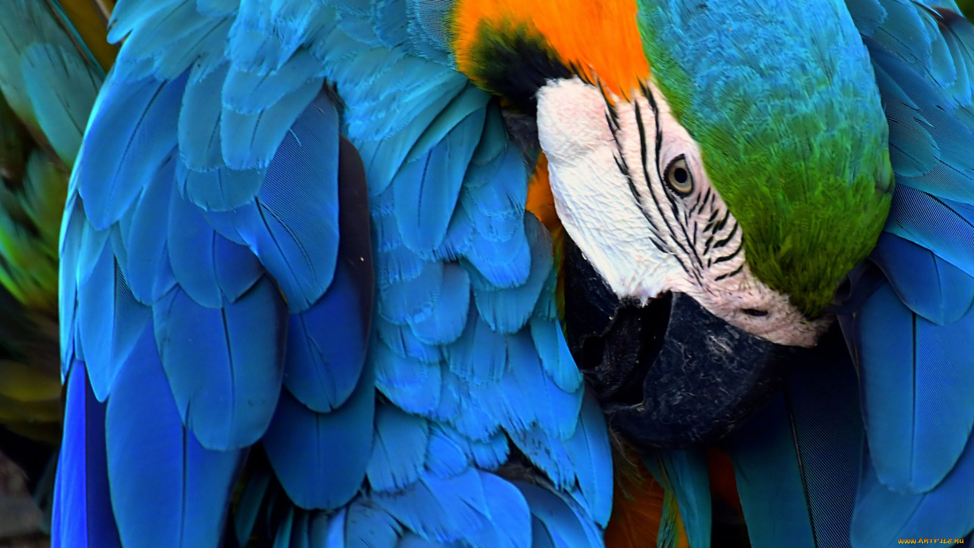 животные, попугаи, ара, попугай, птица