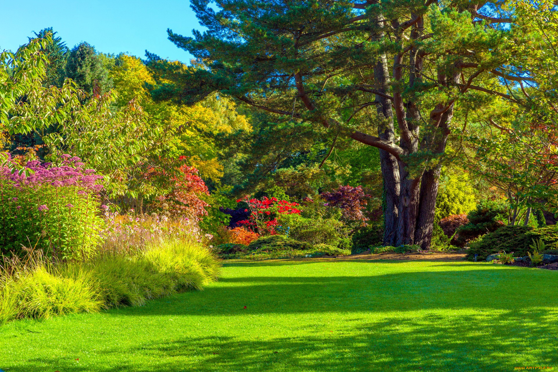 природа, парк, осень