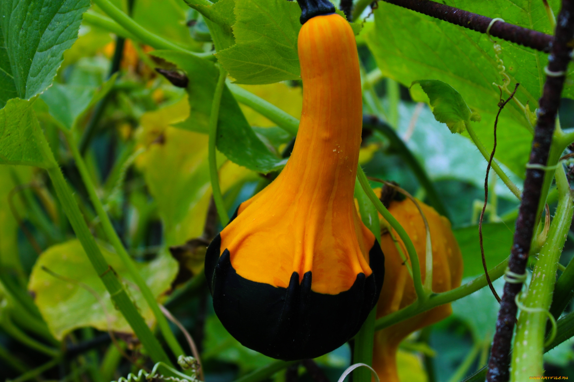 природа, плоды, тыква