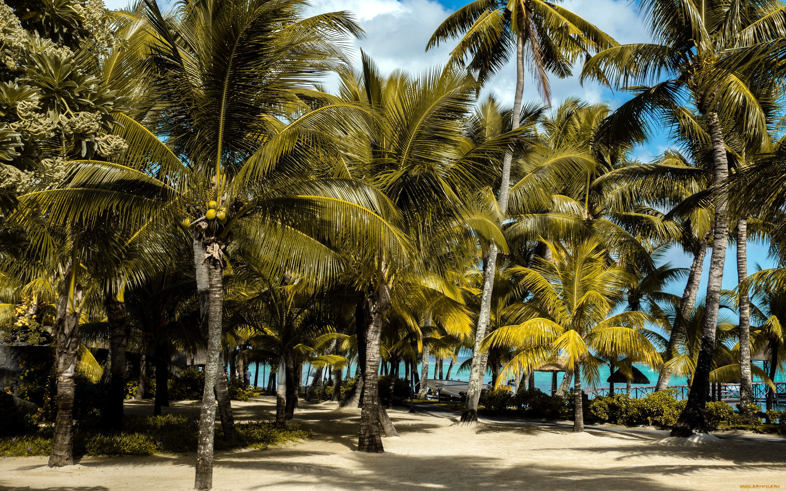 природа, тропики, пальмы