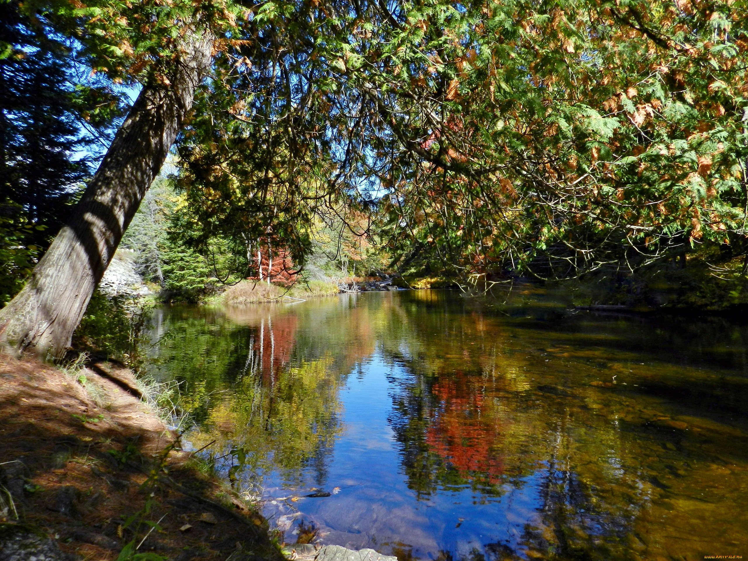 природа, реки, озера, река, осень