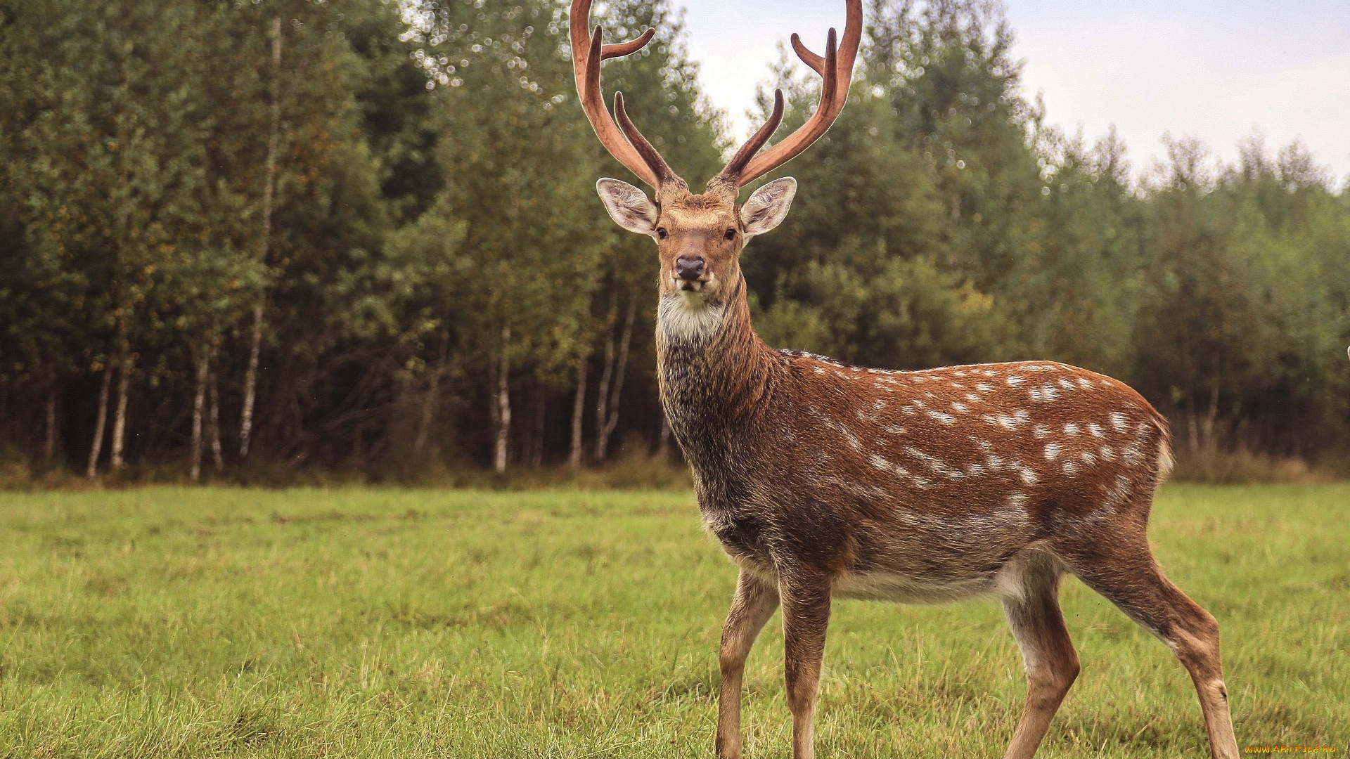 олень, животные, олени, животное, рога