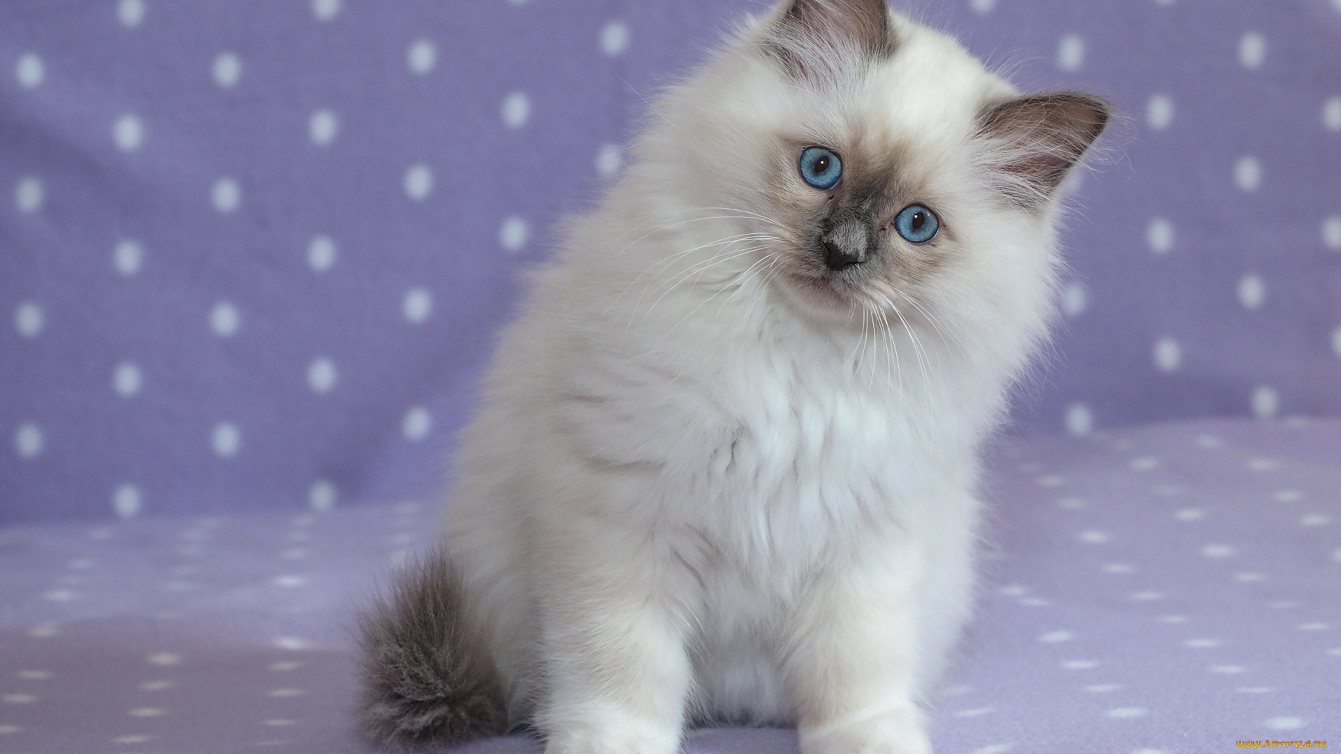 животные, коты, котёнок