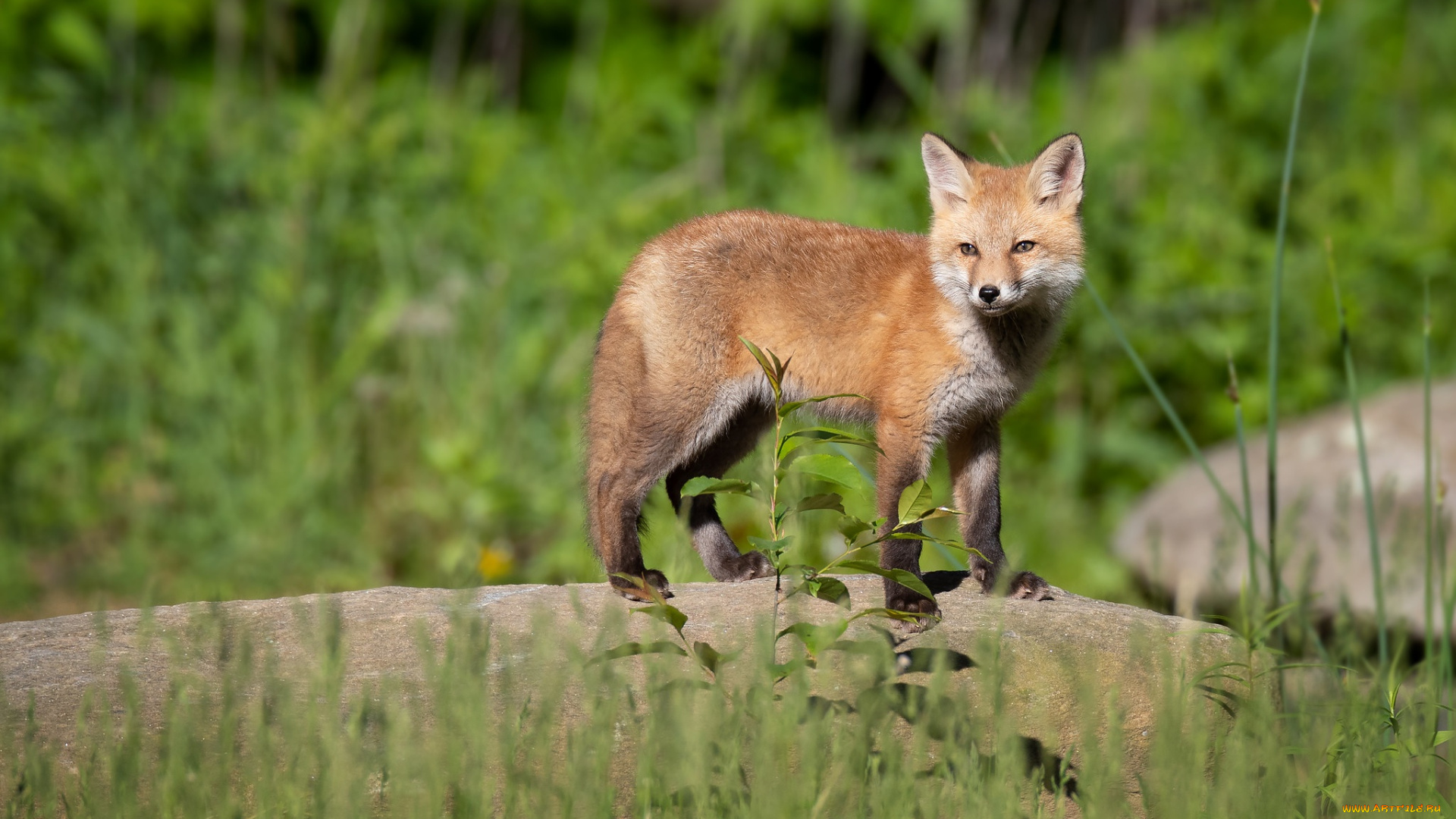 животные, лисы, лиса