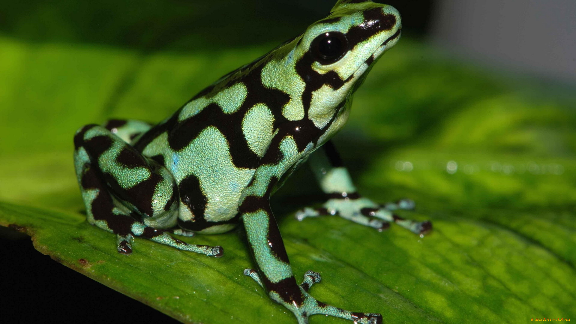 животные, лягушки, лист, лягушка, древесная