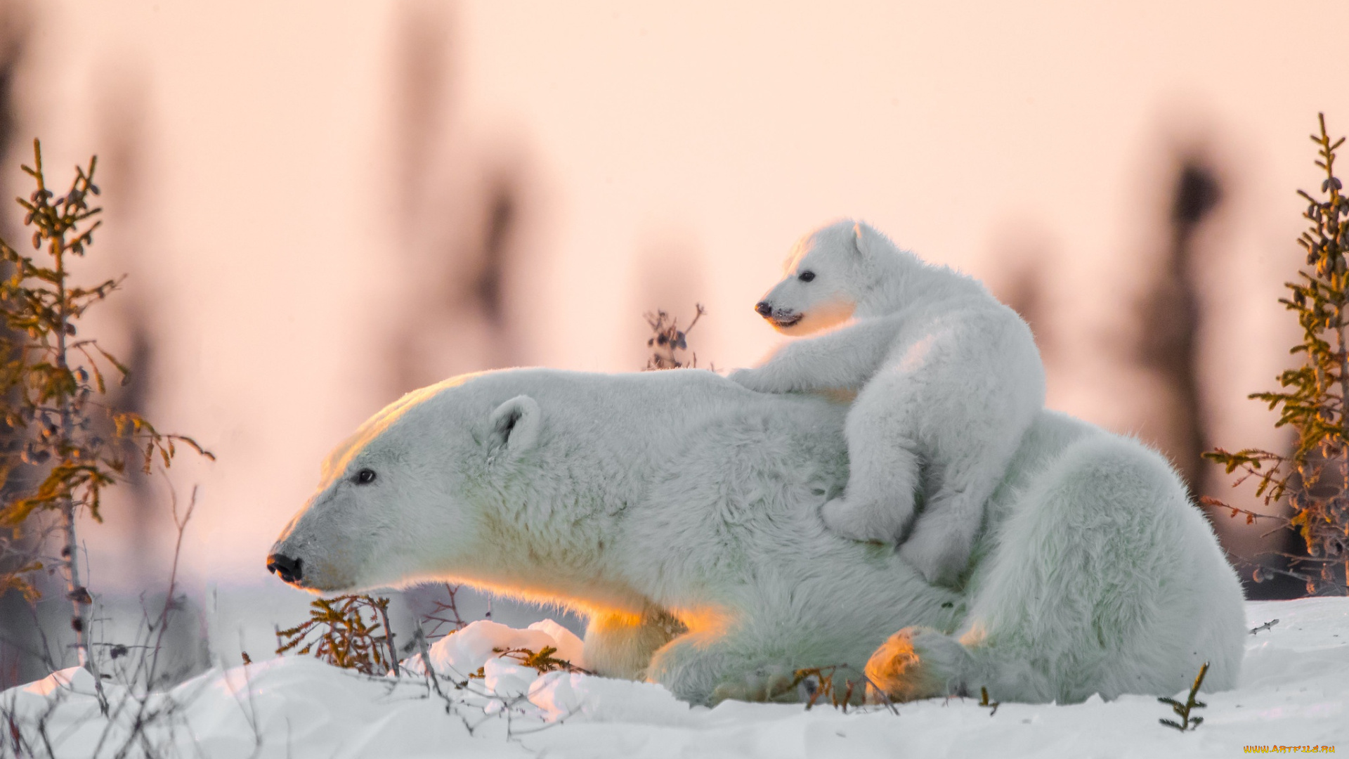 животные, медведи