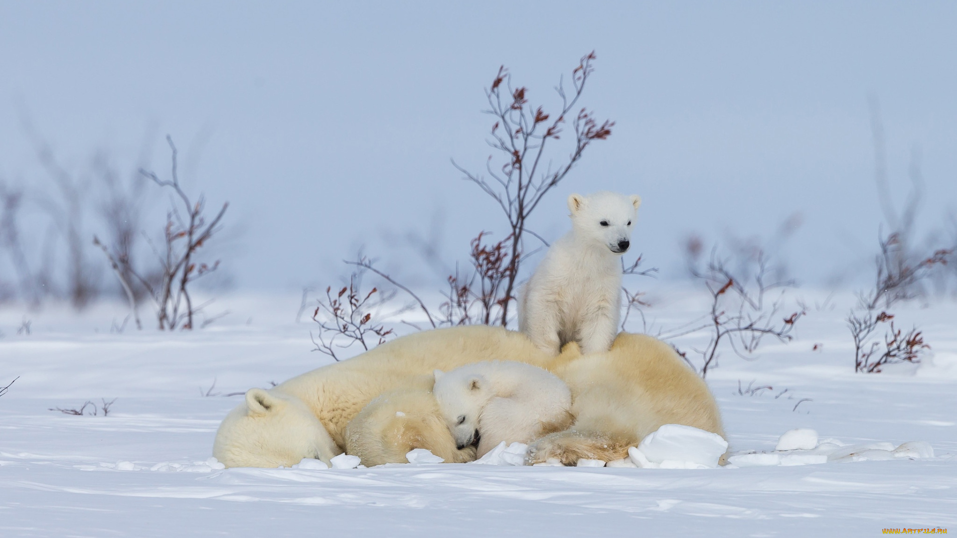 животные, медведи