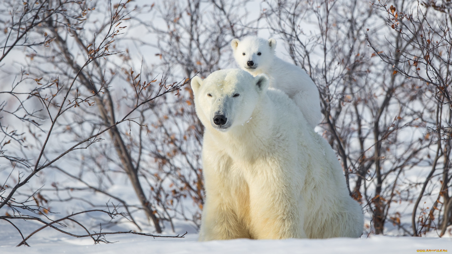 животные, медведи
