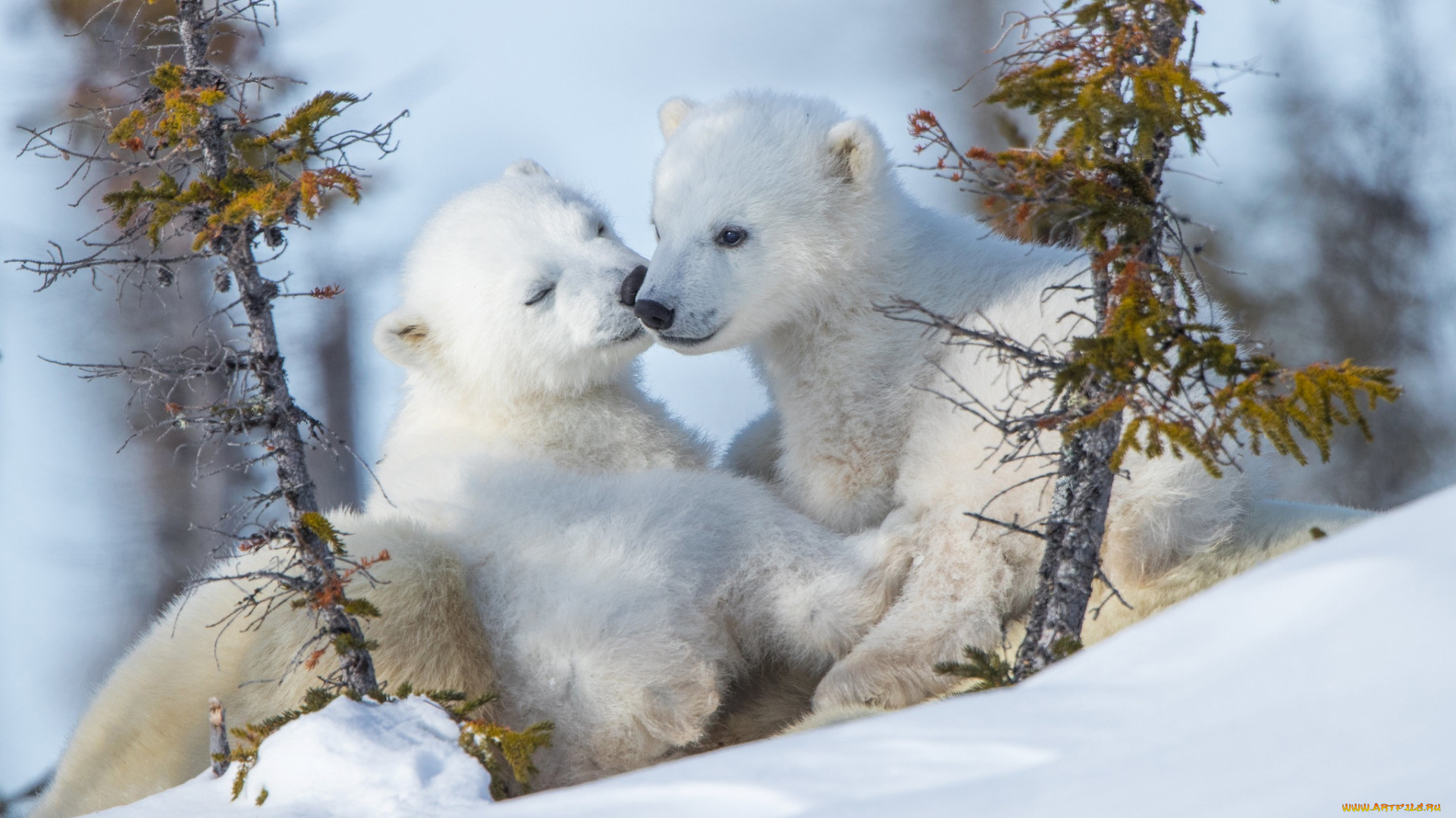 животные, медведи