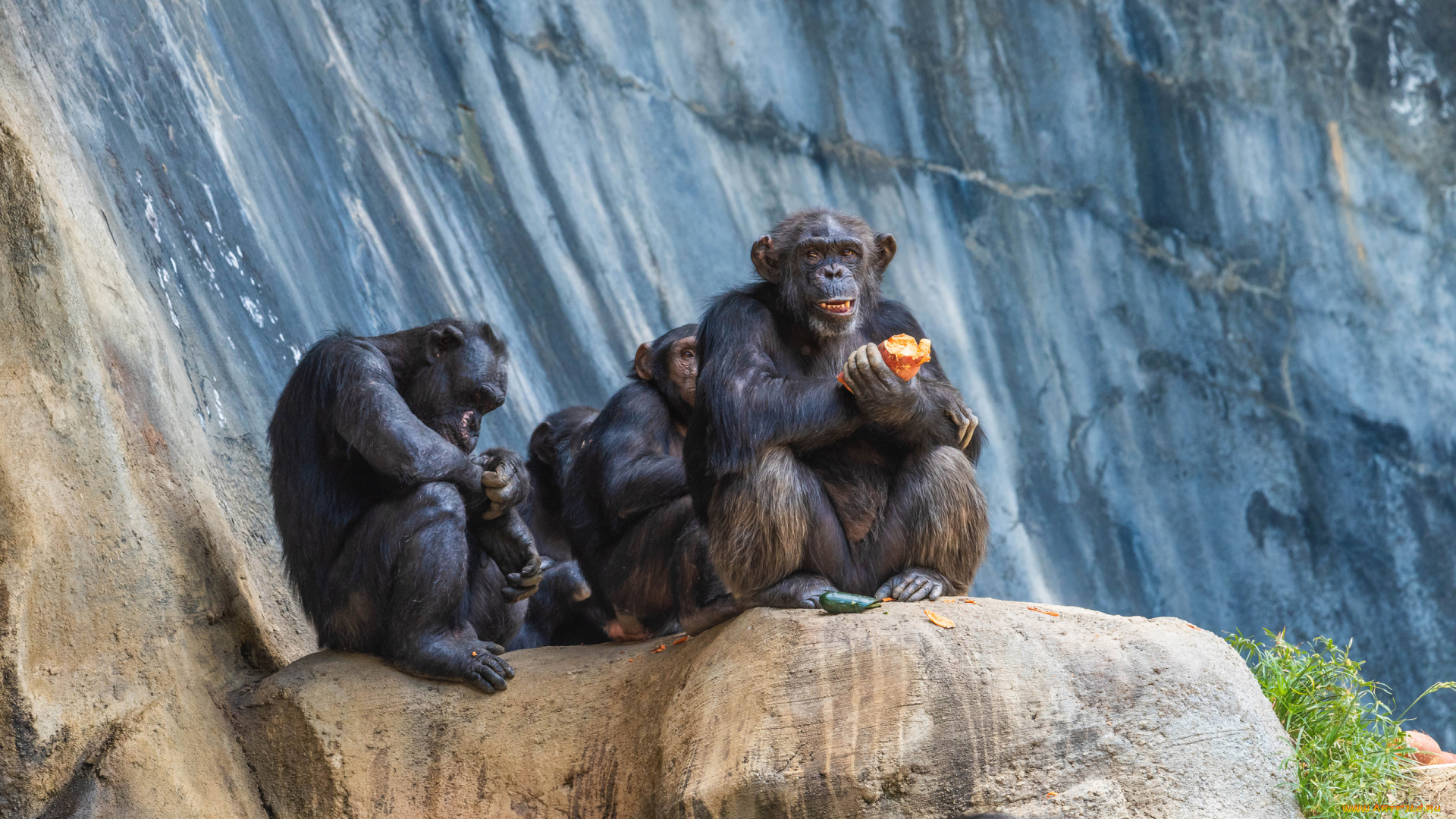 животные, обезьяны