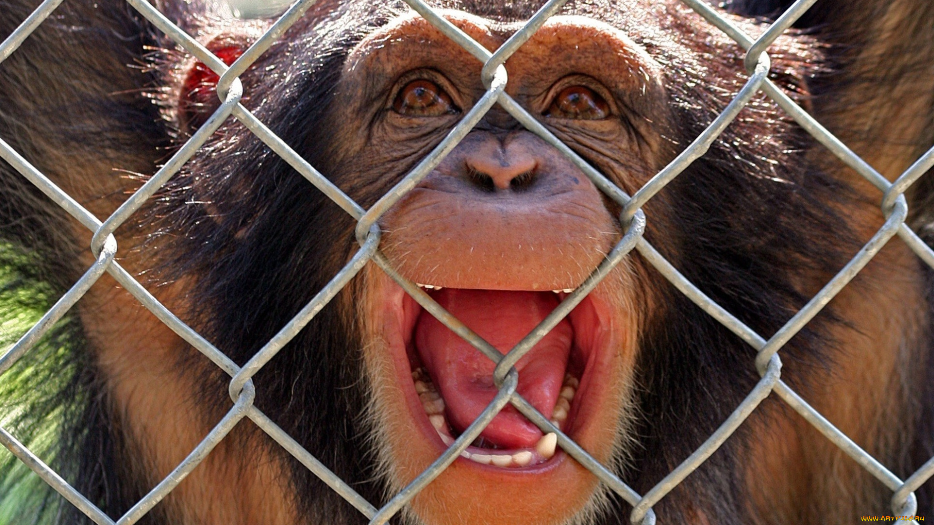 животные, обезьяны, решетка, шимпанзе