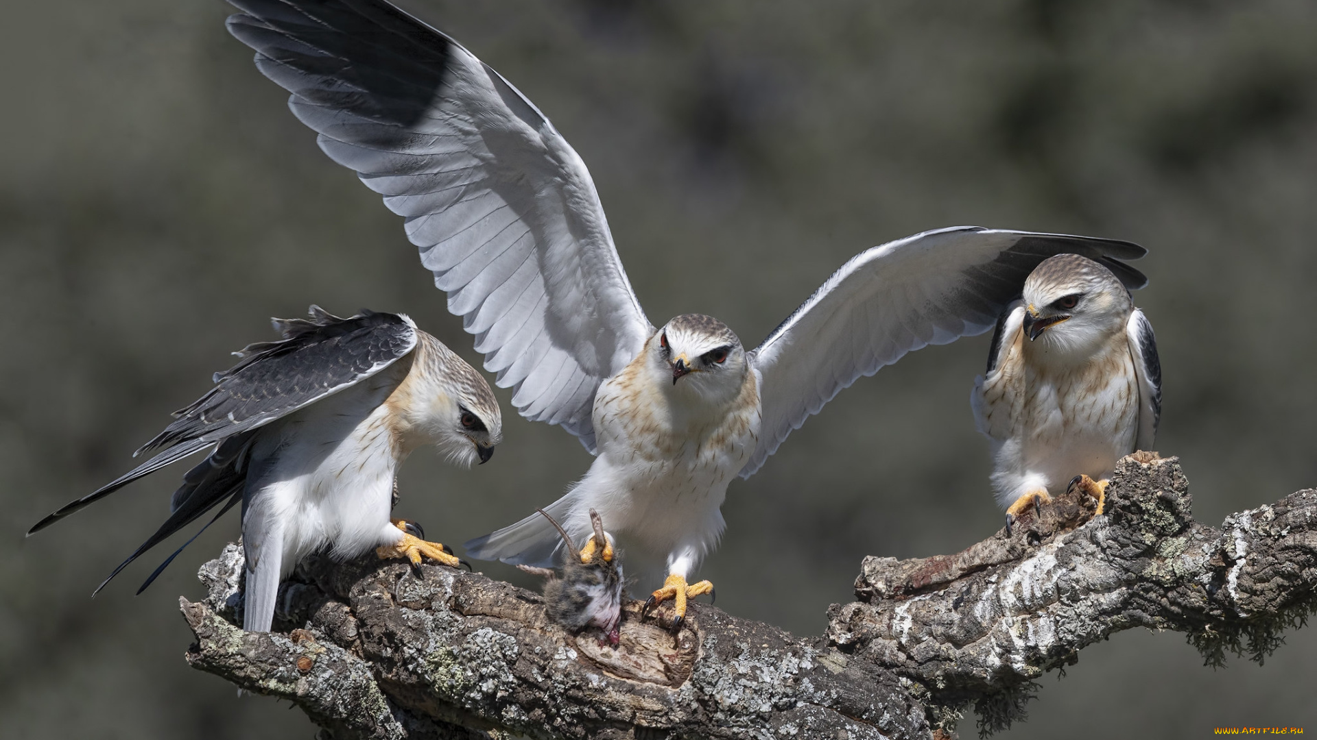 животные, птицы, -, хищники, птички