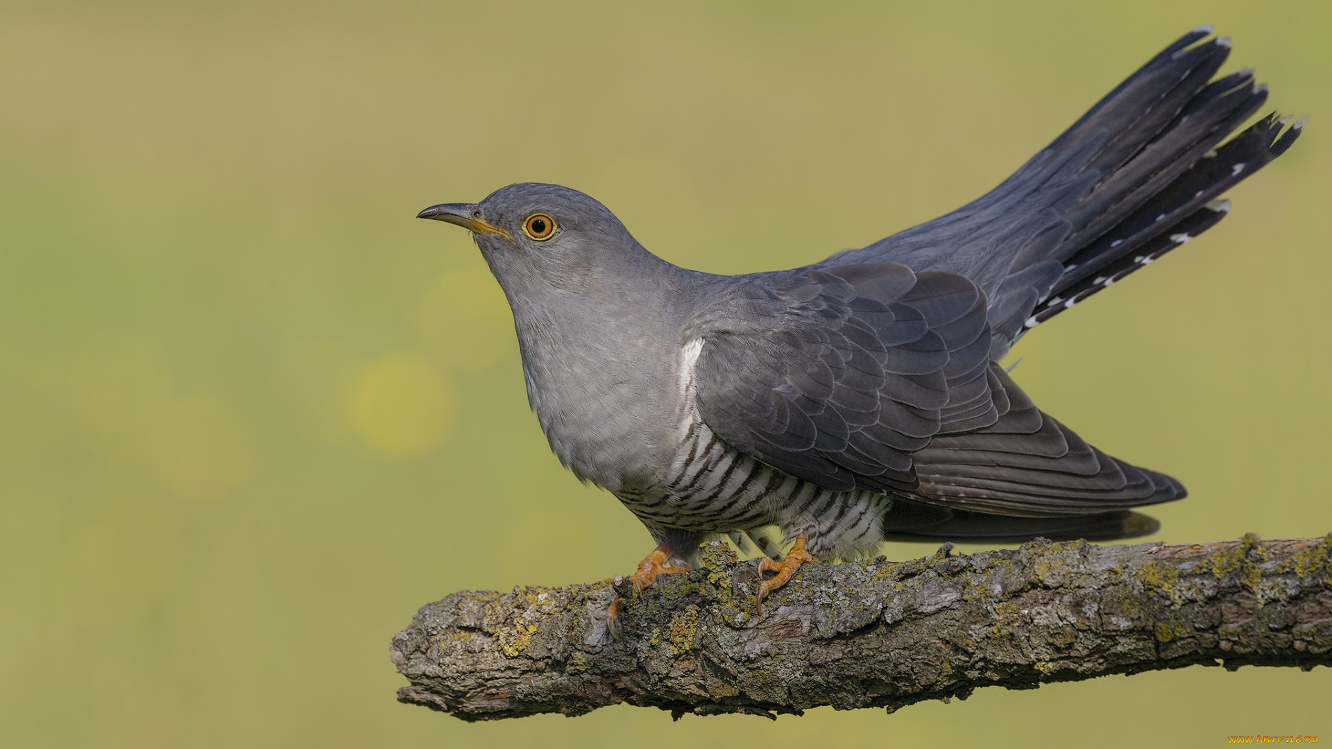 животные, птицы, птичка