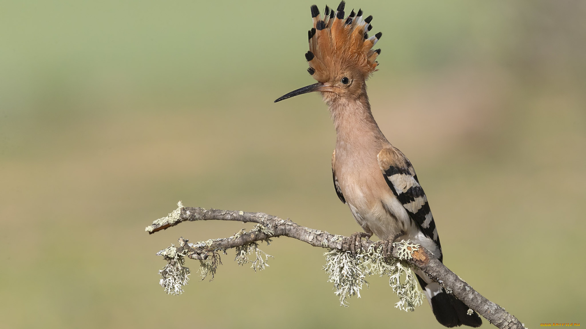 животные, удоды, птичка