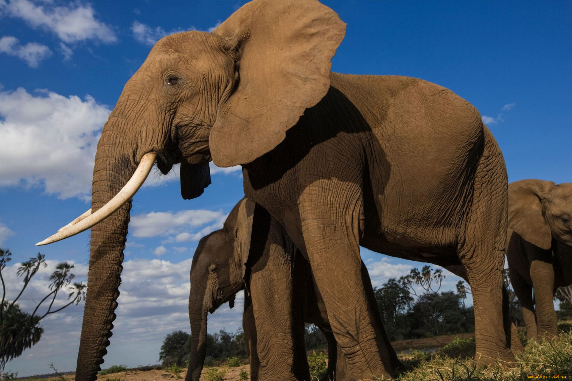 животные, слоны