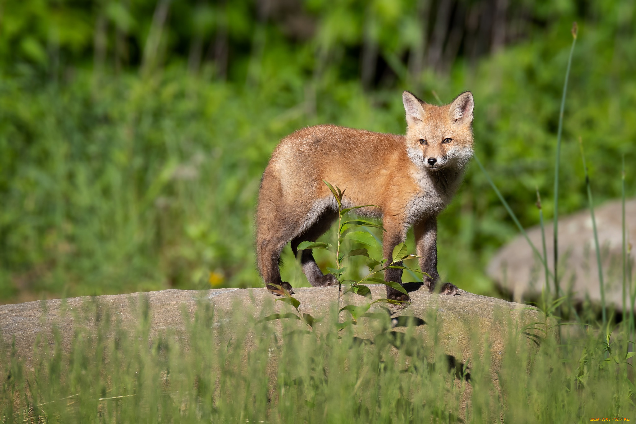 животные, лисы, лиса