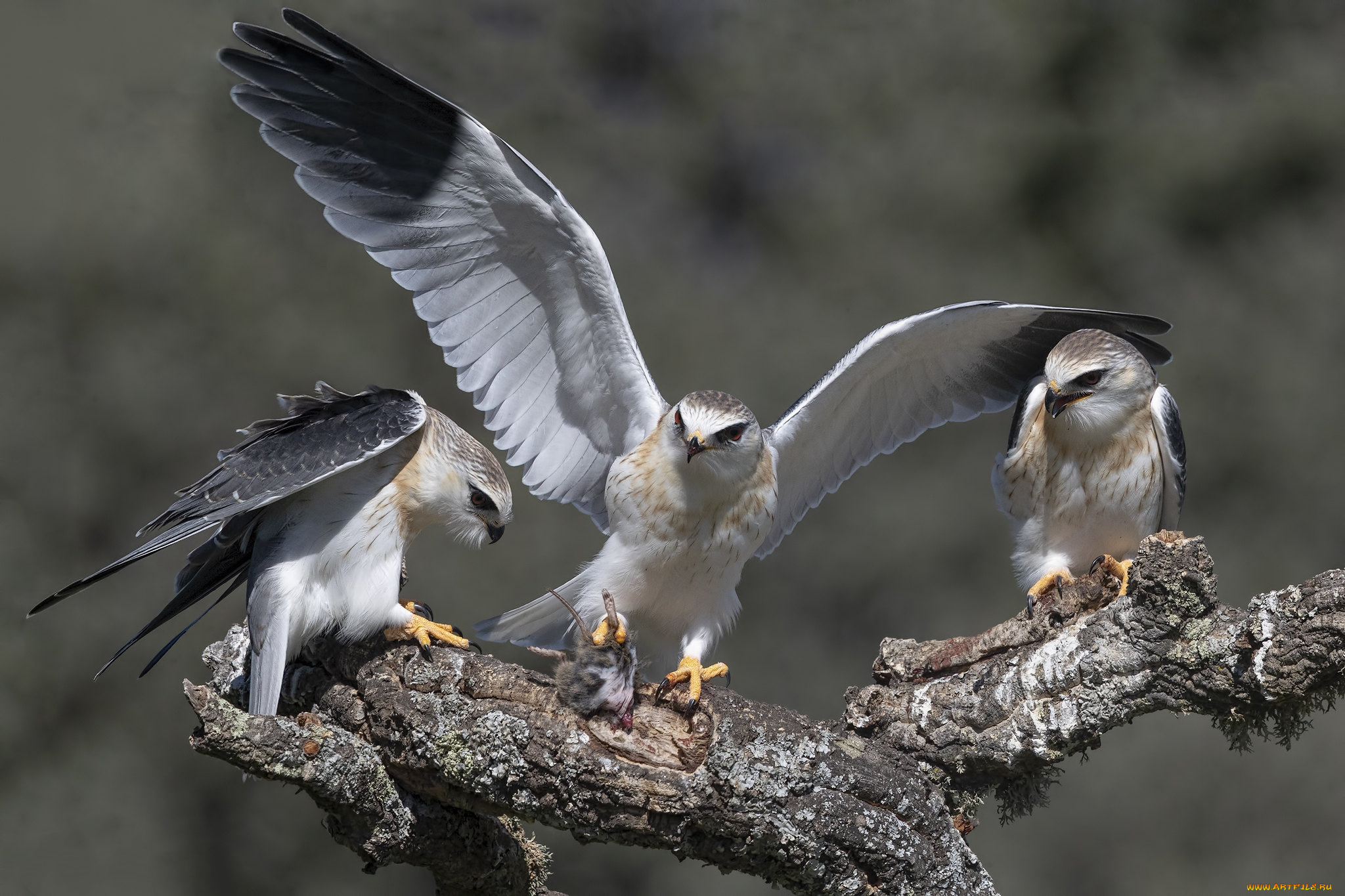 животные, птицы, -, хищники, птички