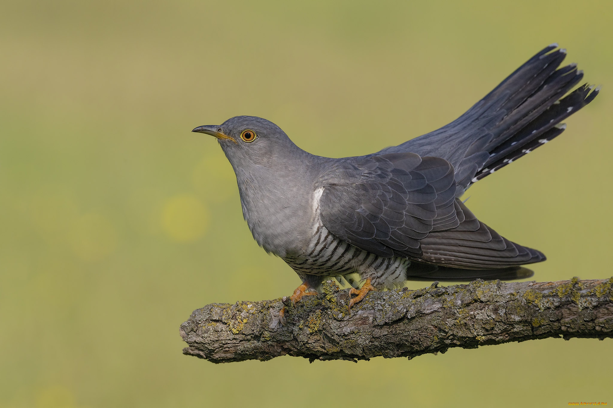 животные, птицы, птичка