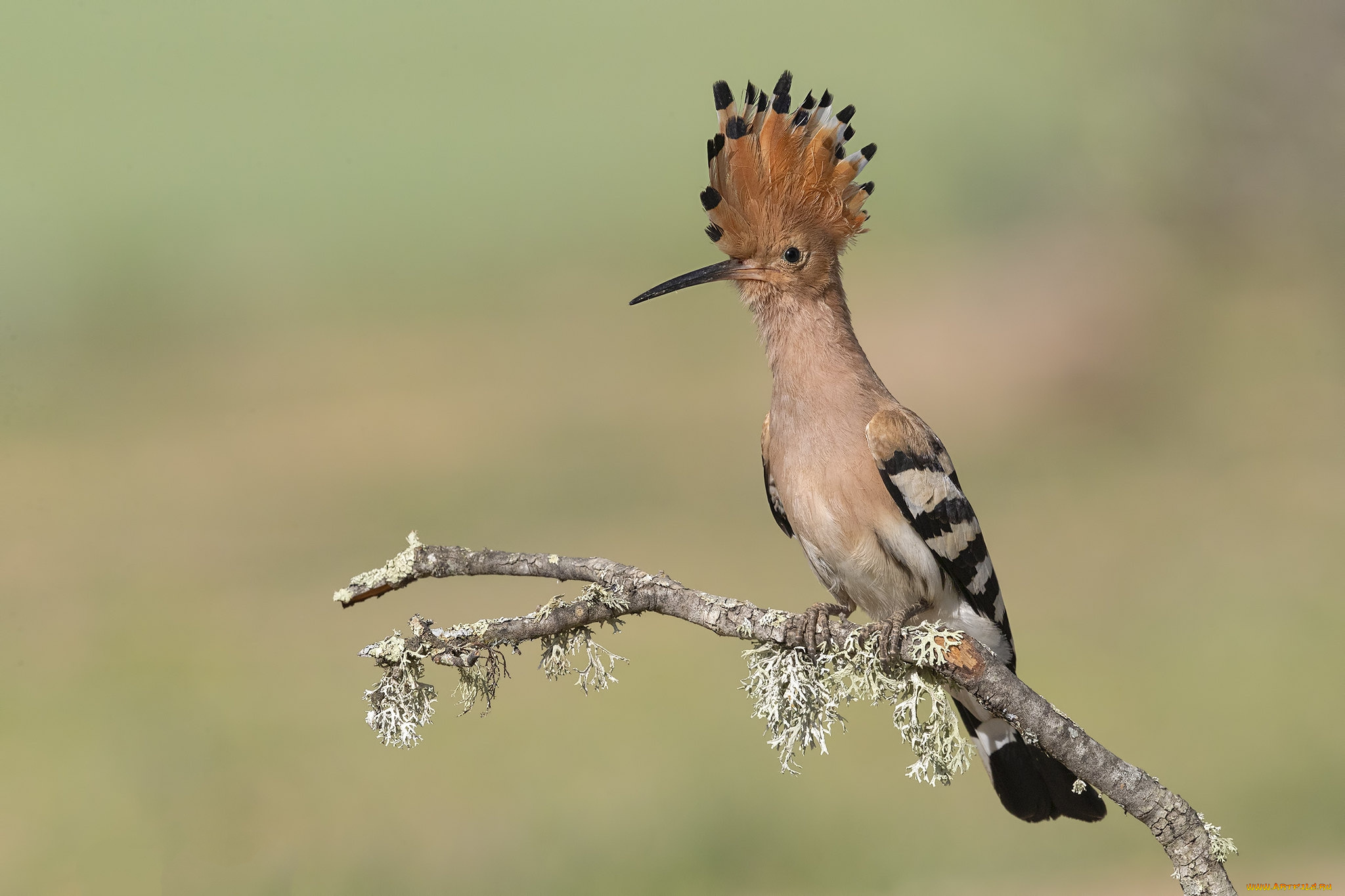 животные, удоды, птичка