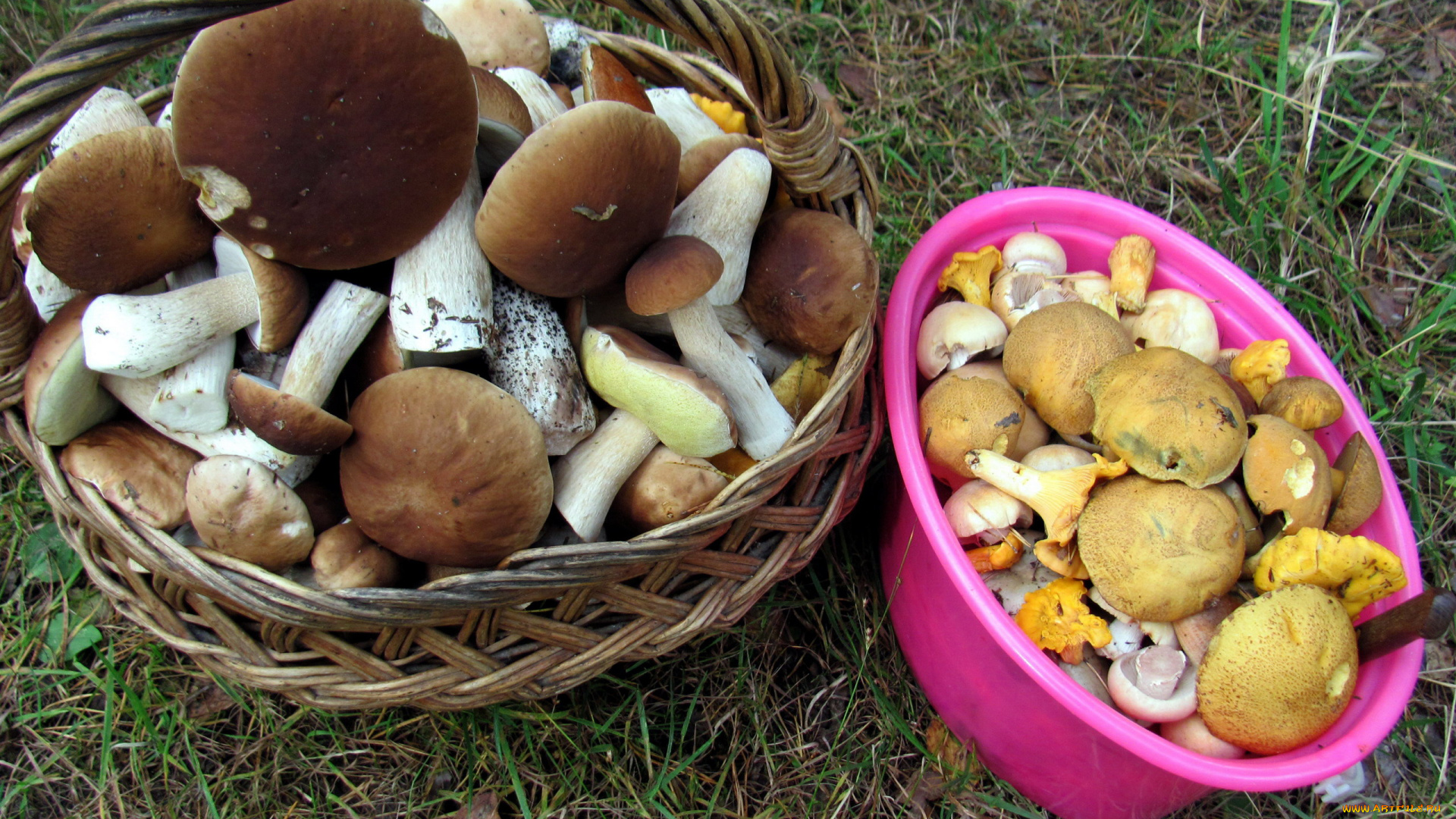 еда, грибы, , грибные, блюда, боровики, моховики