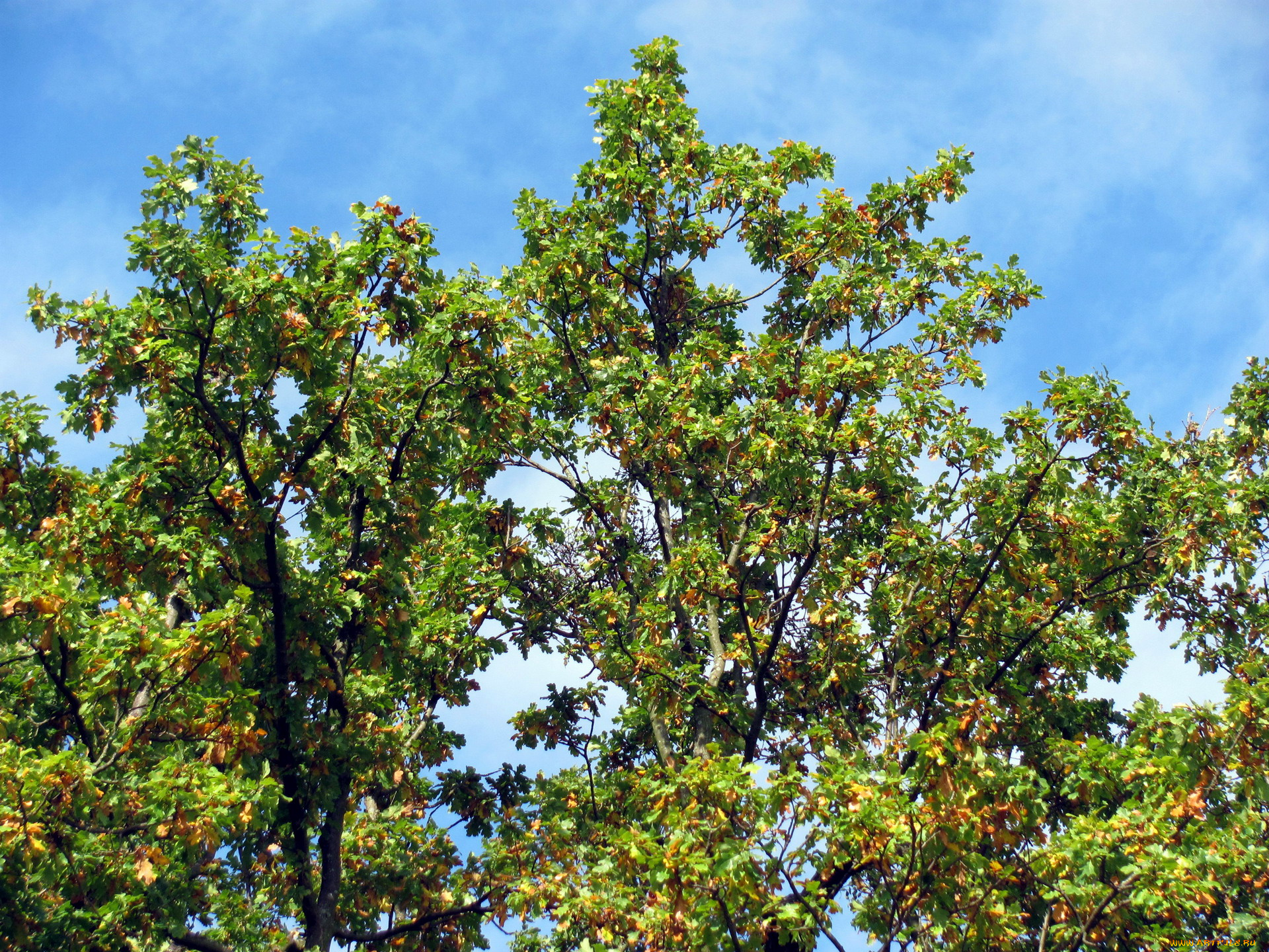 природа, деревья, дерево