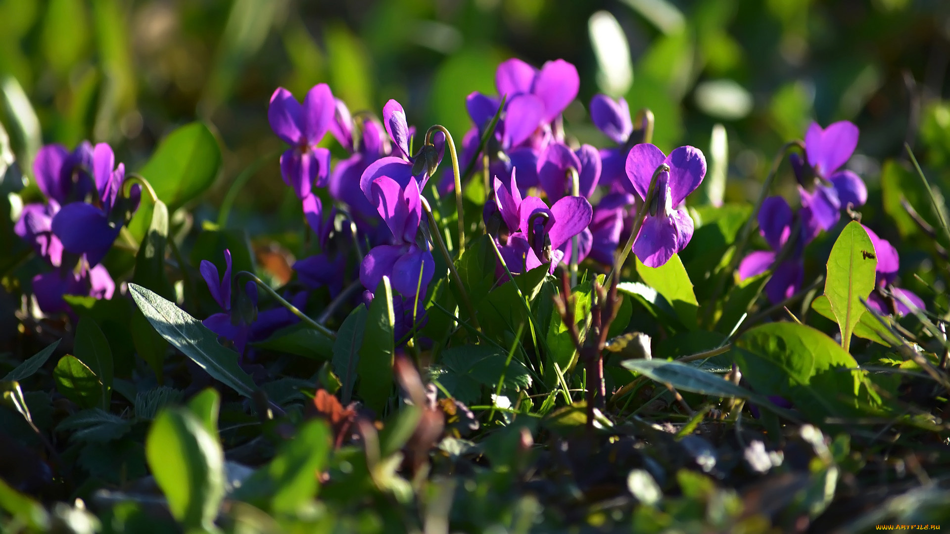 цветы, фиалки, лесные, лиловые
