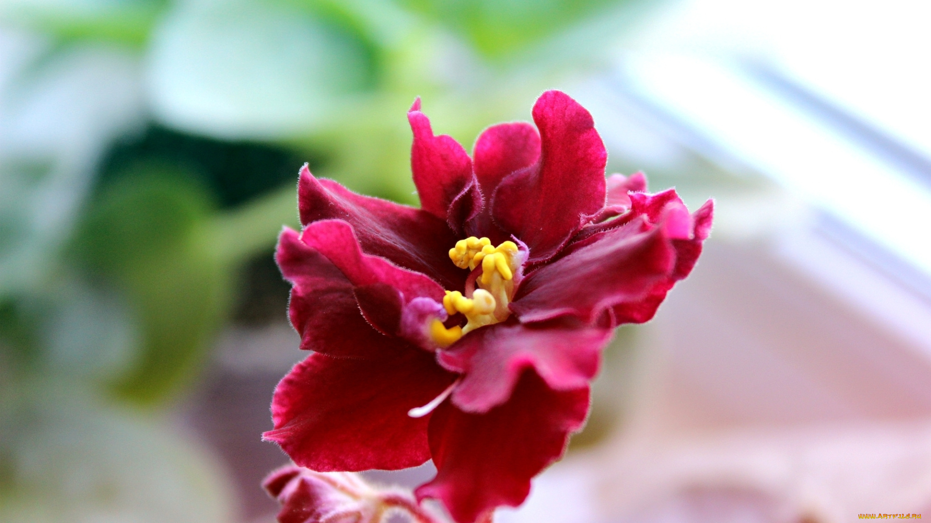 цветы, фиалки, пармская, фиалка