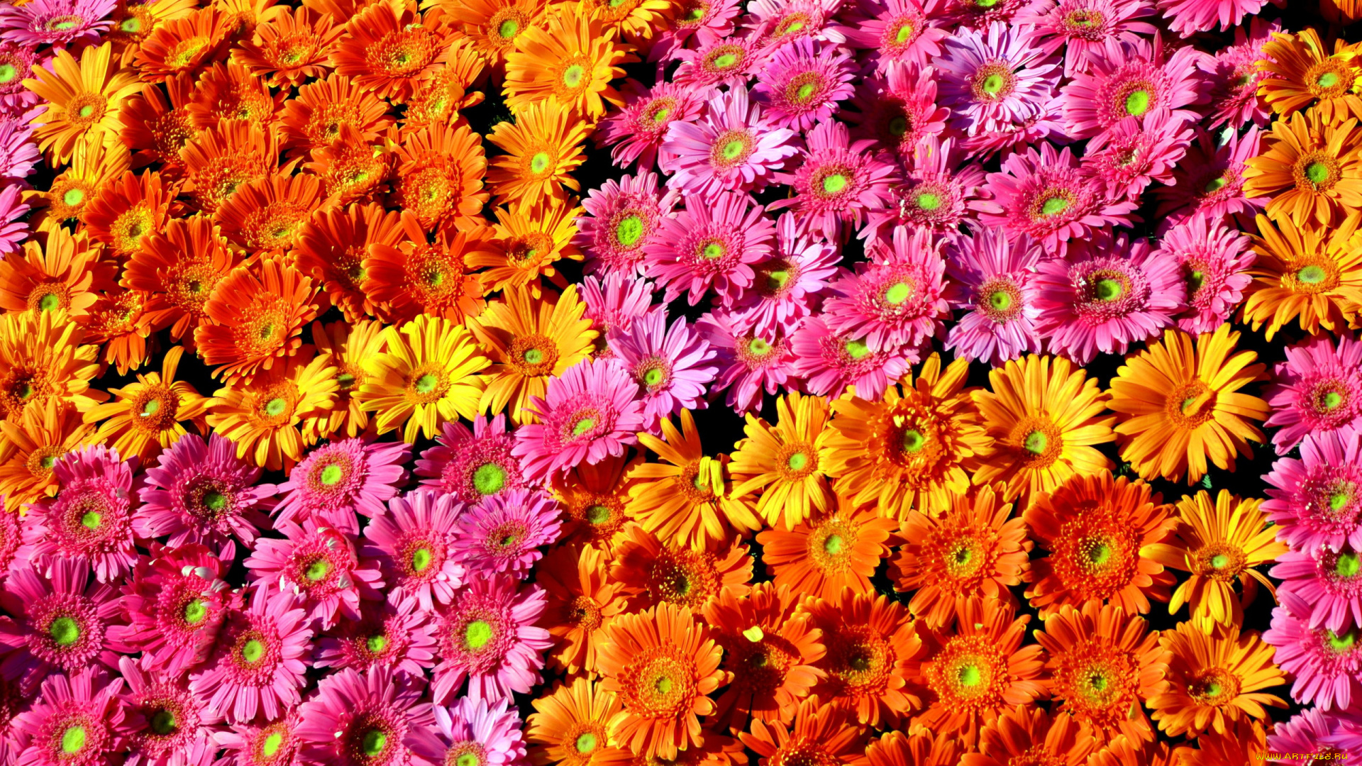 цветы, герберы, разноцветные, много