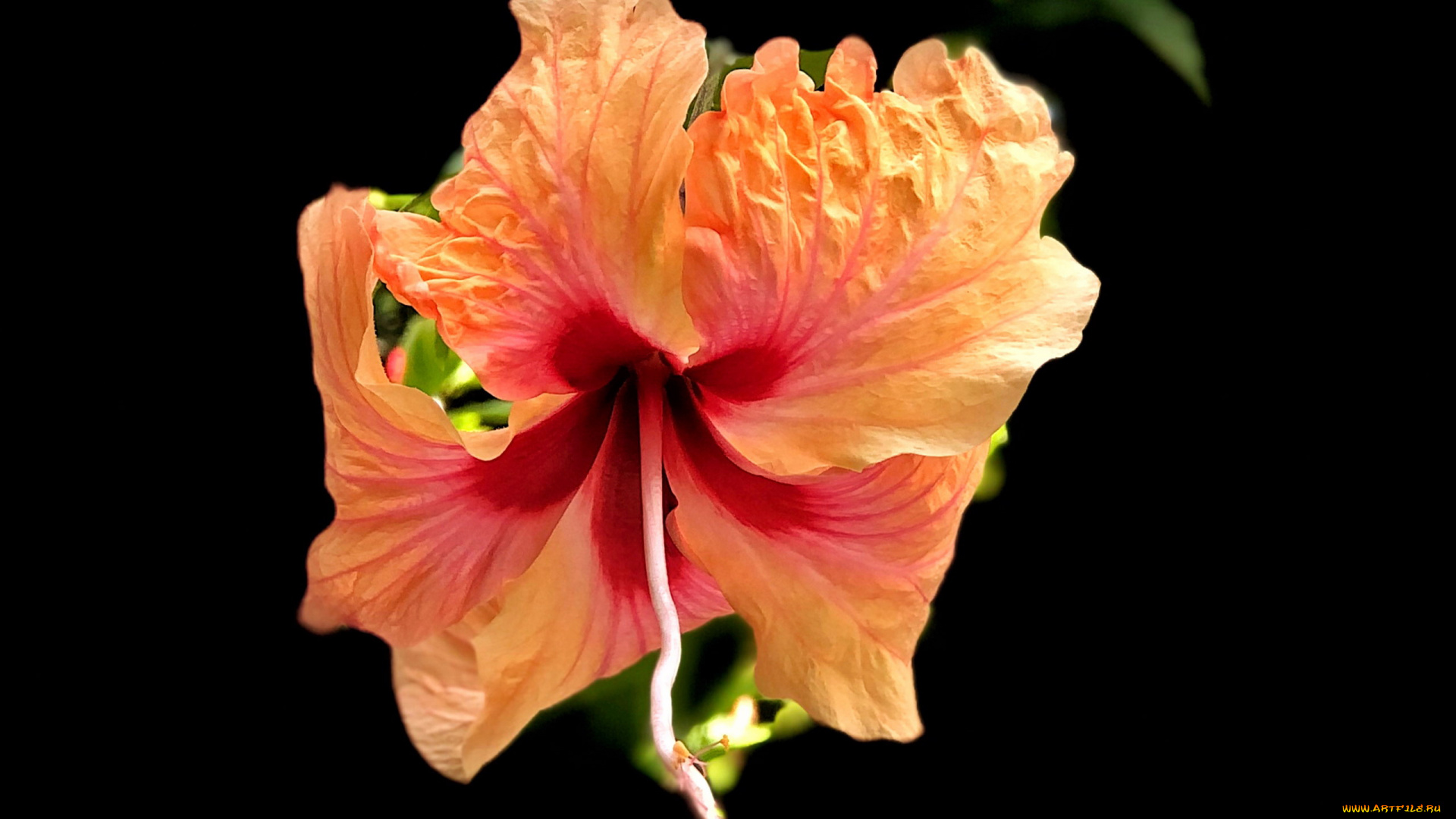 цветы, гибискусы, персиковый, гибискус, макро