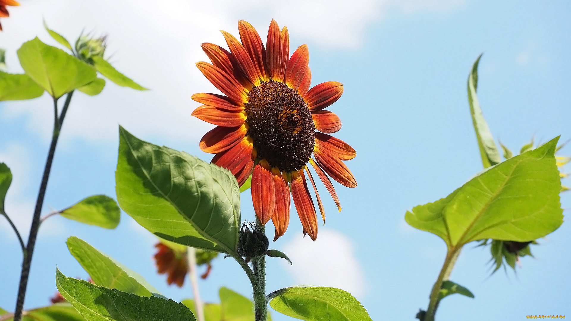 цветы, подсолнухи, декоративный, подсолнух