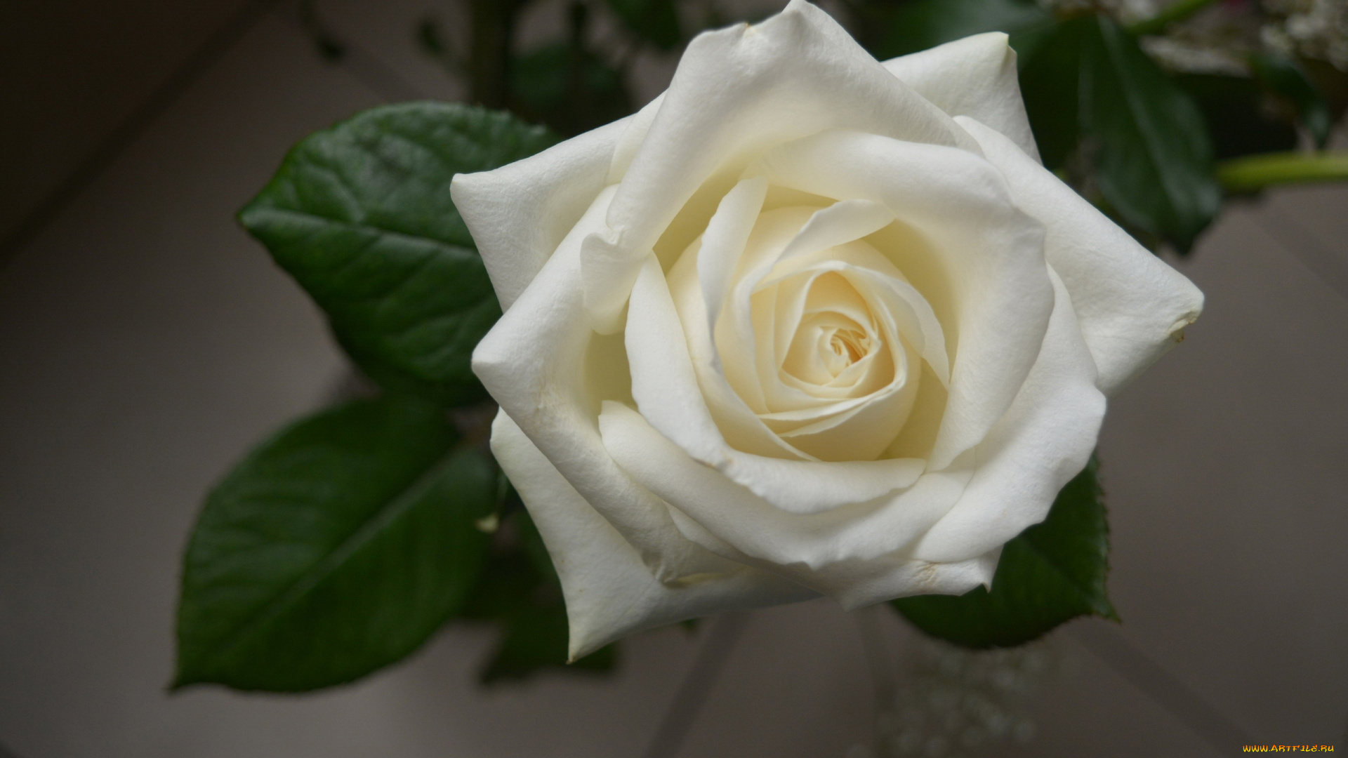 цветы, розы, белая, роза, макро