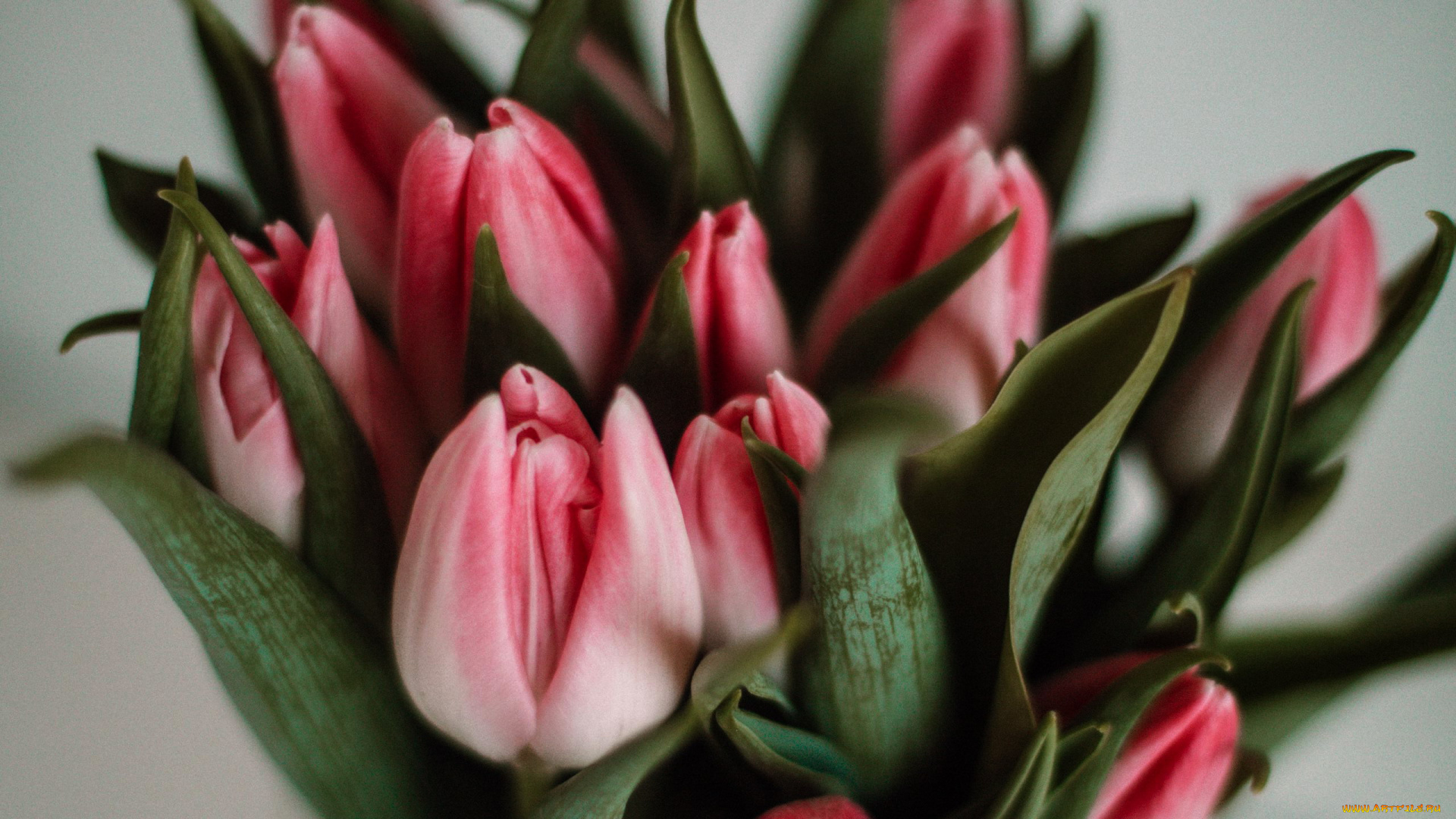 цветы, тюльпаны, бутоны, розовые, букет