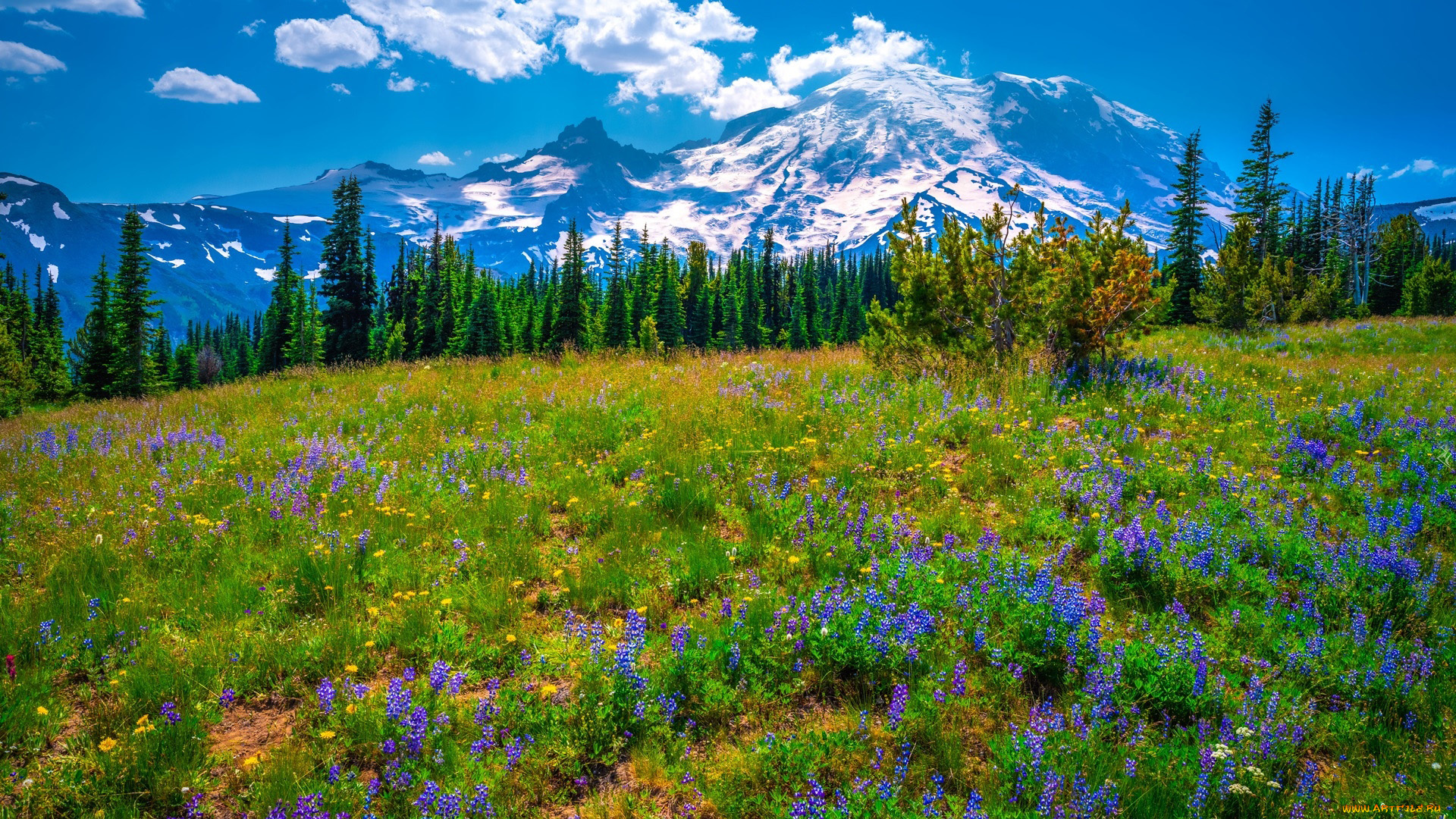 np, mount, rainier, usa, природа, луга, np, mount, rainier