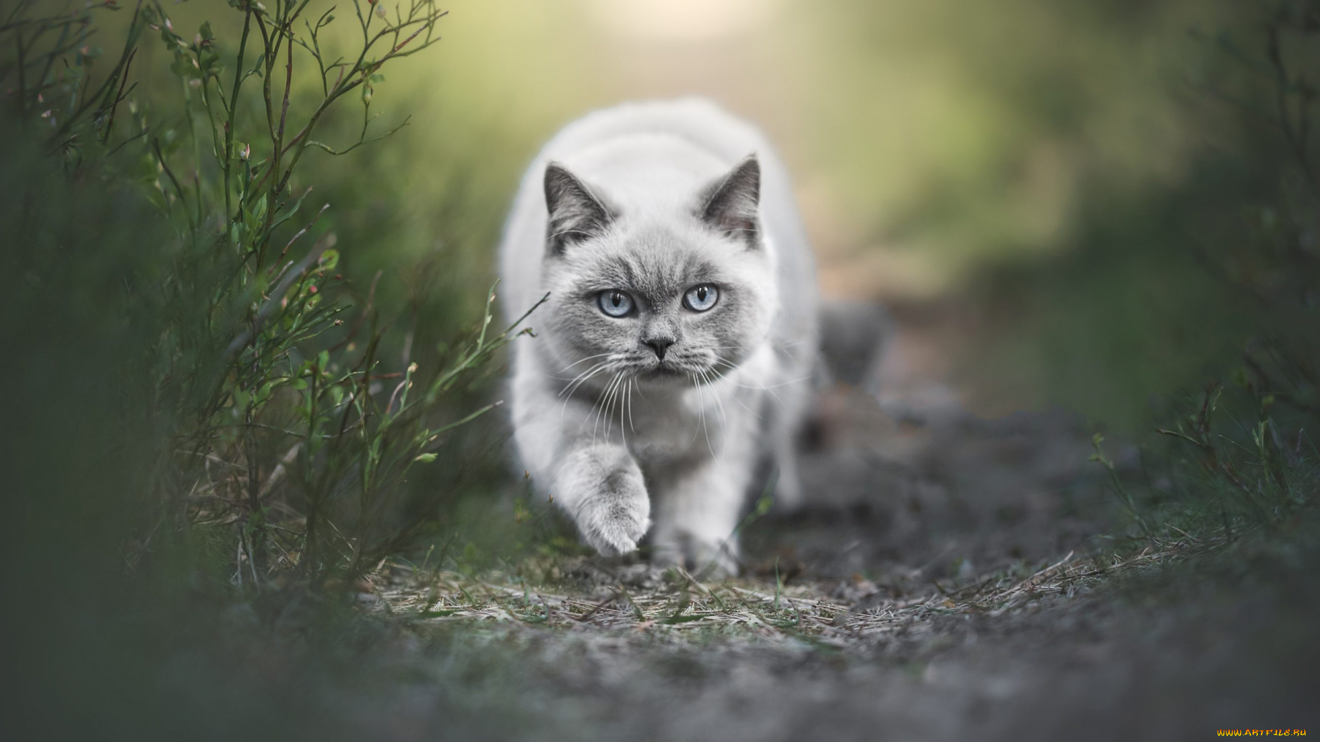 животные, коты, кот, кошка